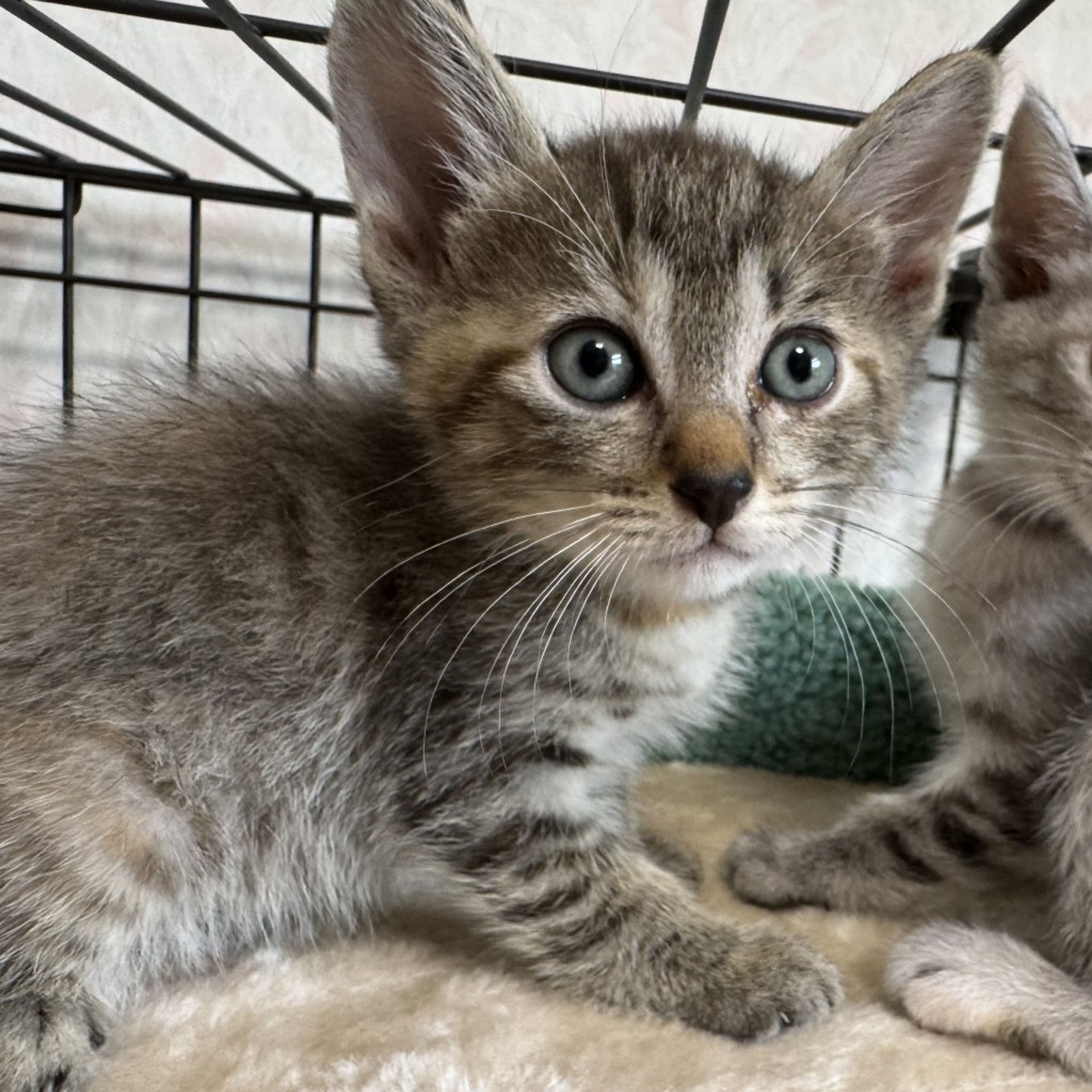 pet-image-5