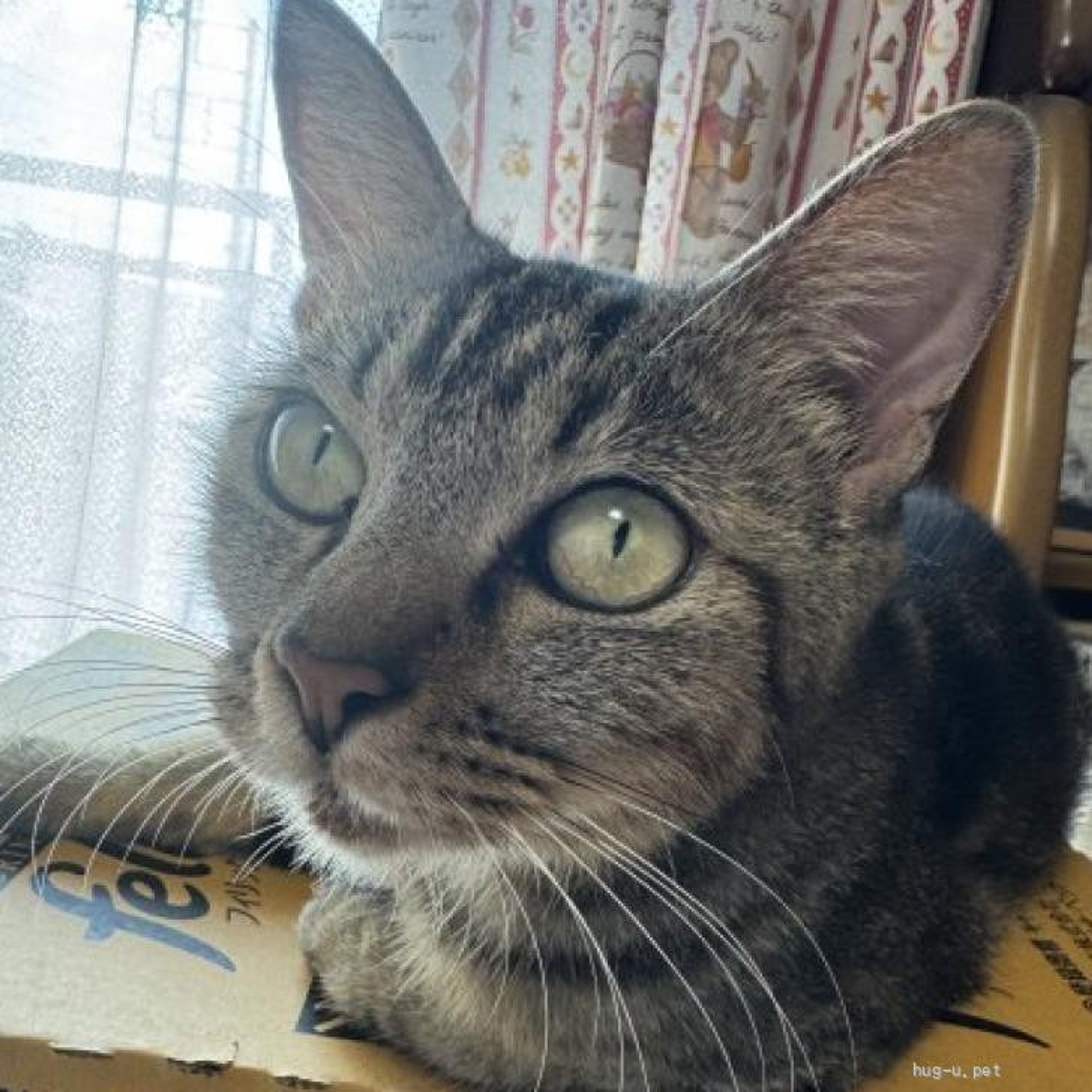 pet-image-3
