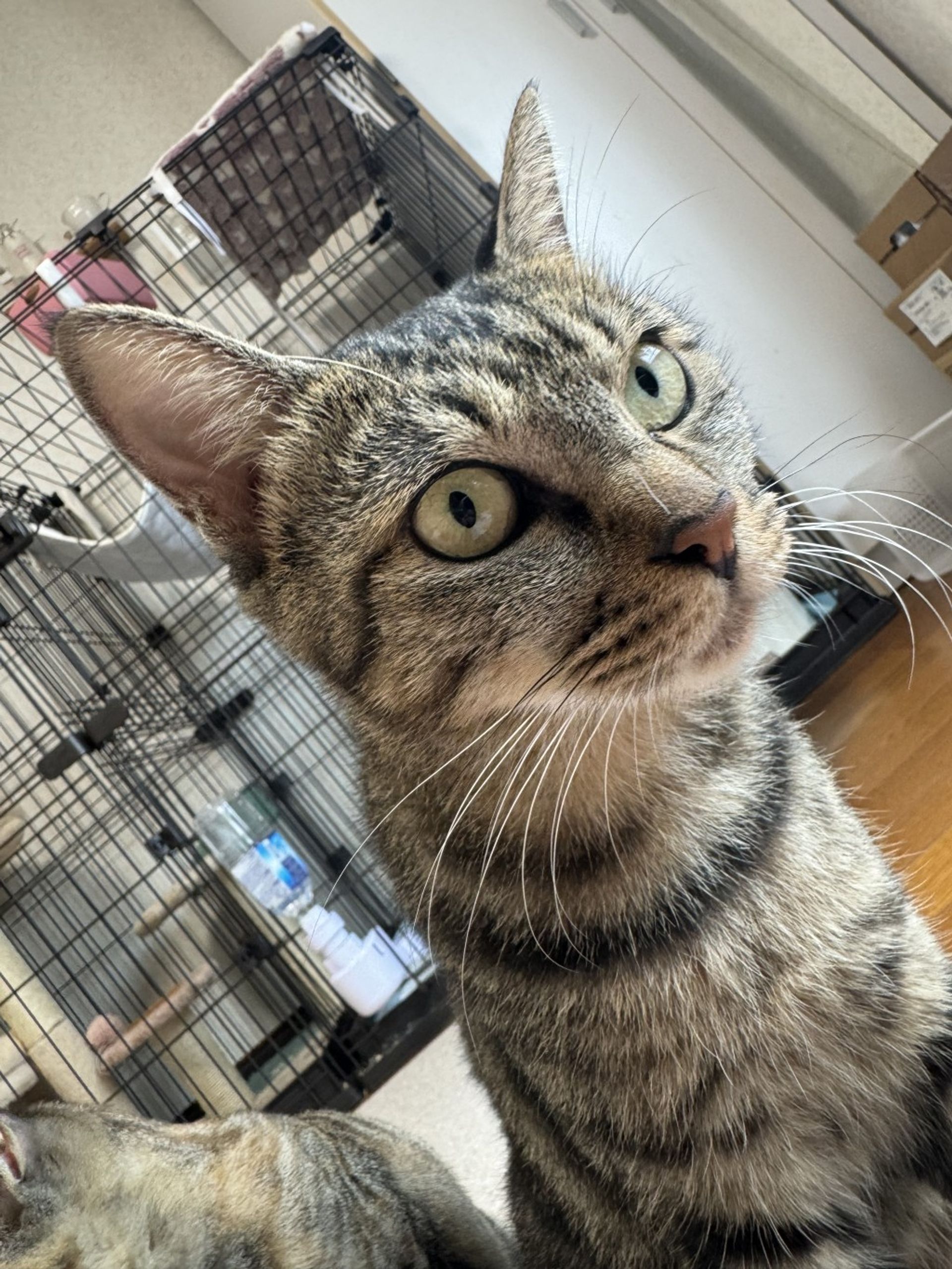 雑種（ミックス猫）・メスの里親募集の写真