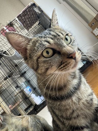 パイン♀の写真