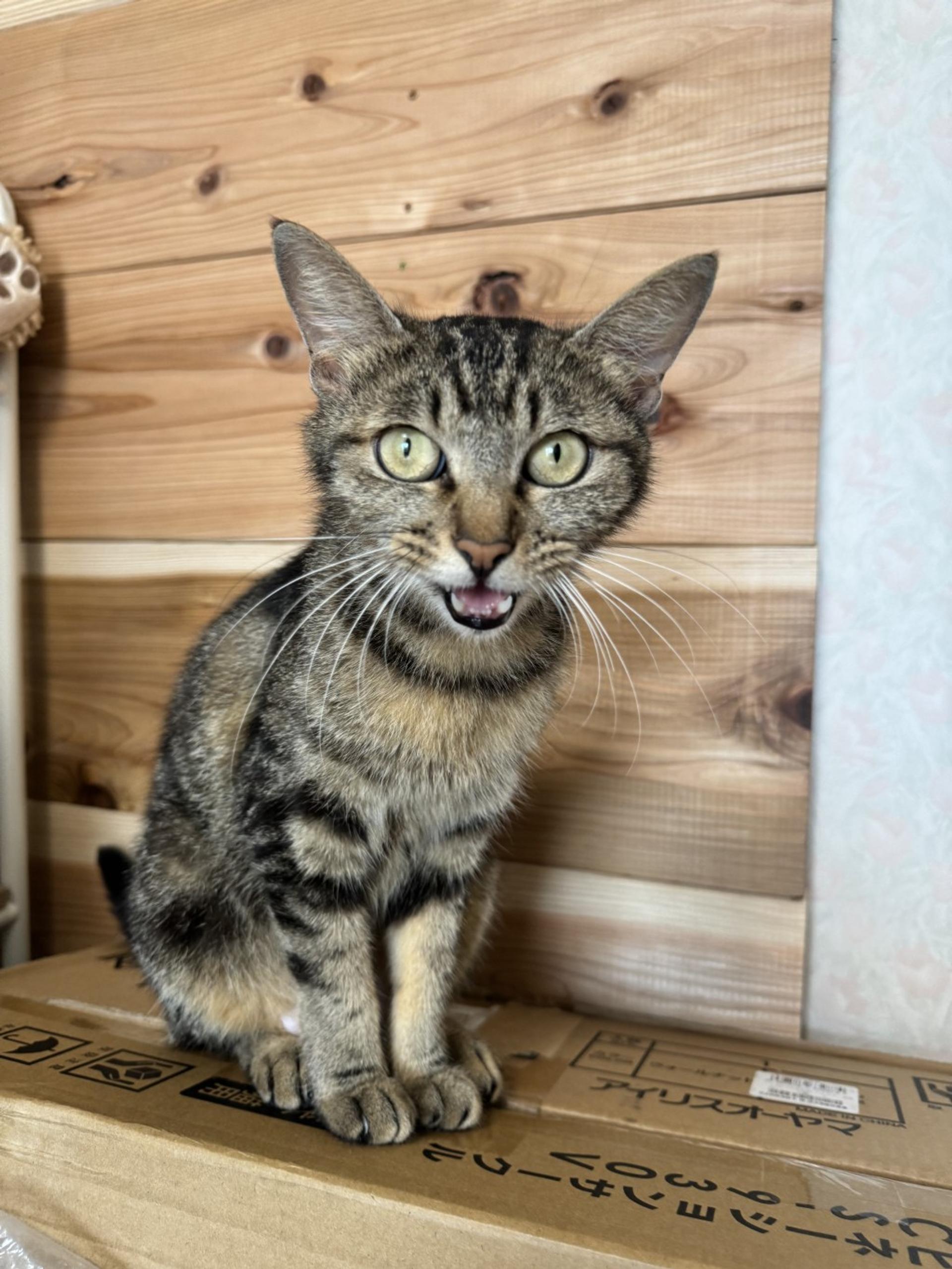 pet-image-5
