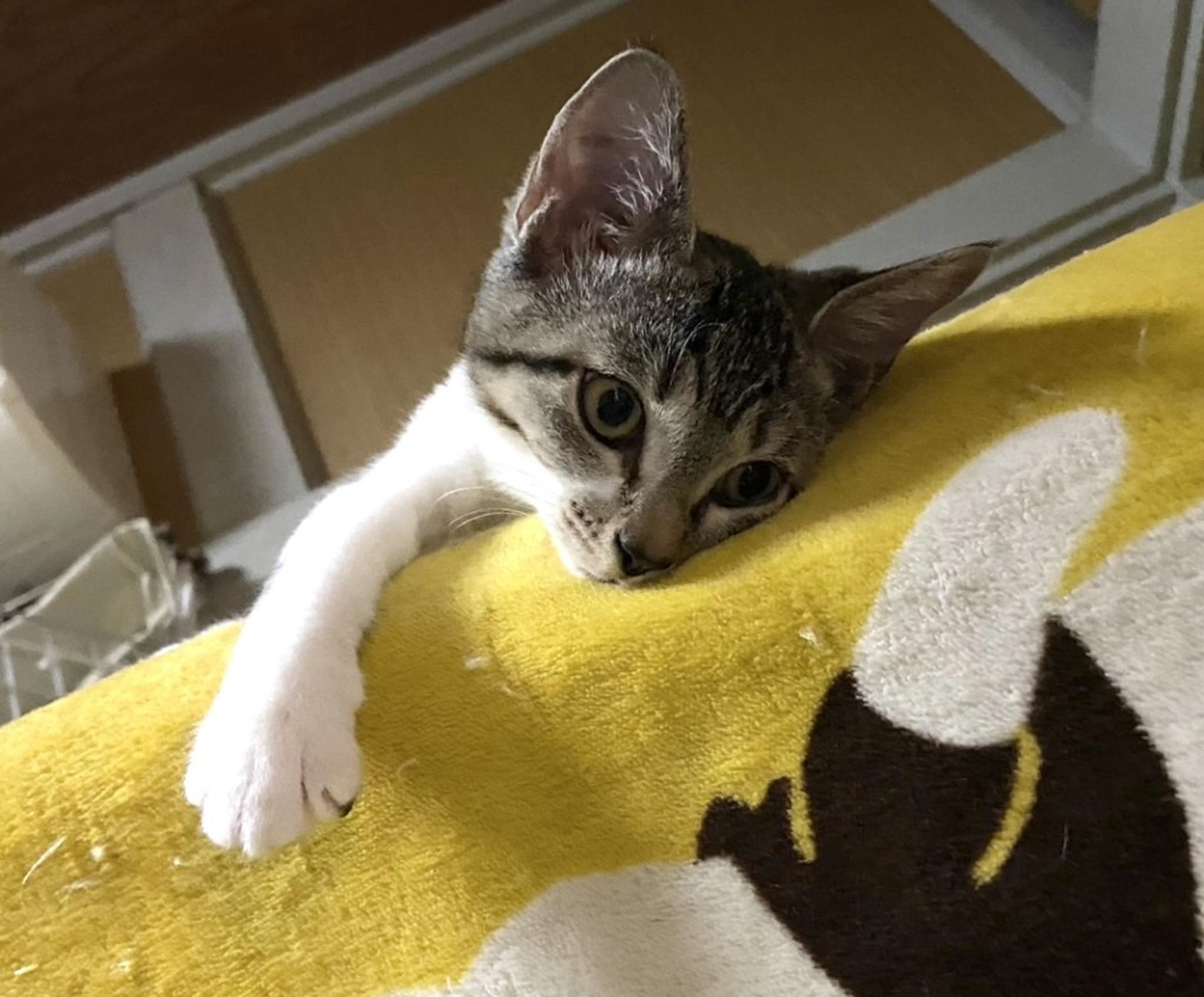 pet-image-5