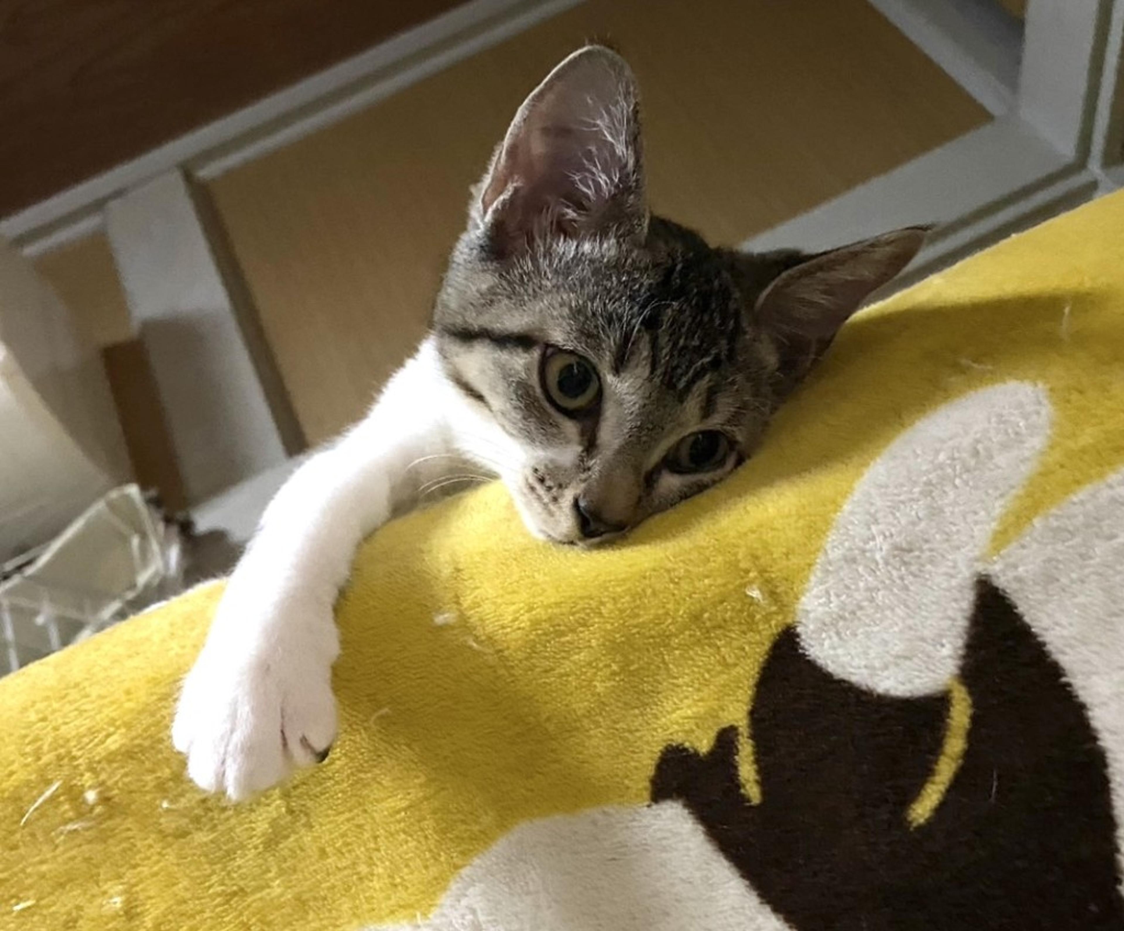 pet-image-5