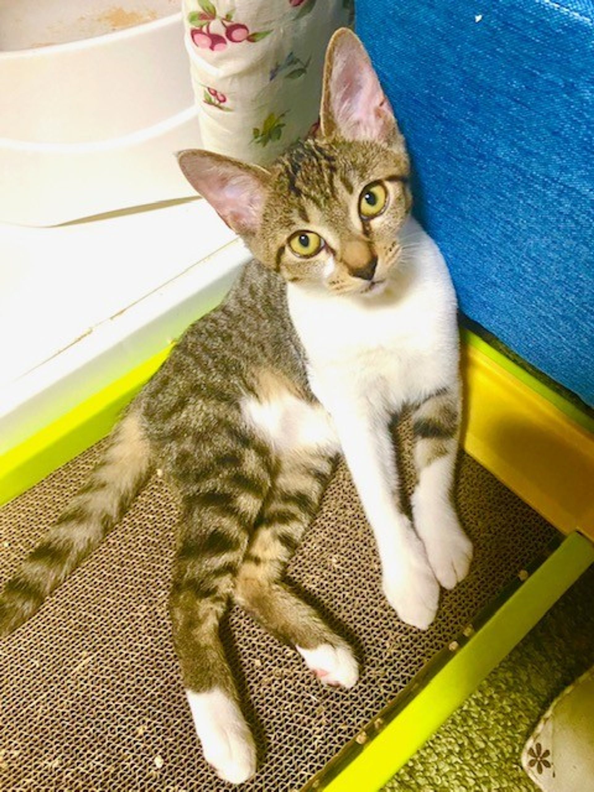 雑種（ミックス猫）・メスの里親募集の写真