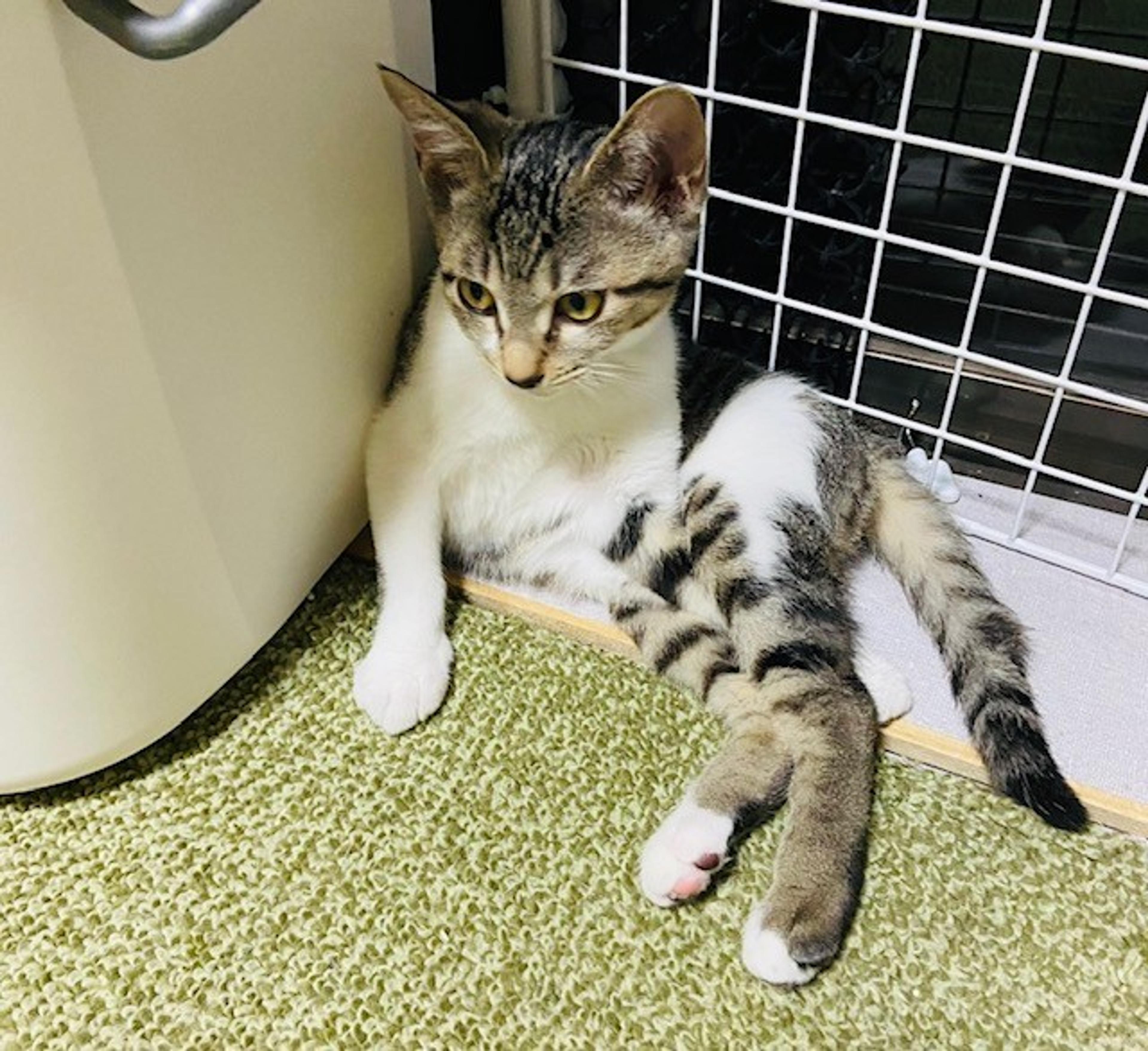 pet-image-3