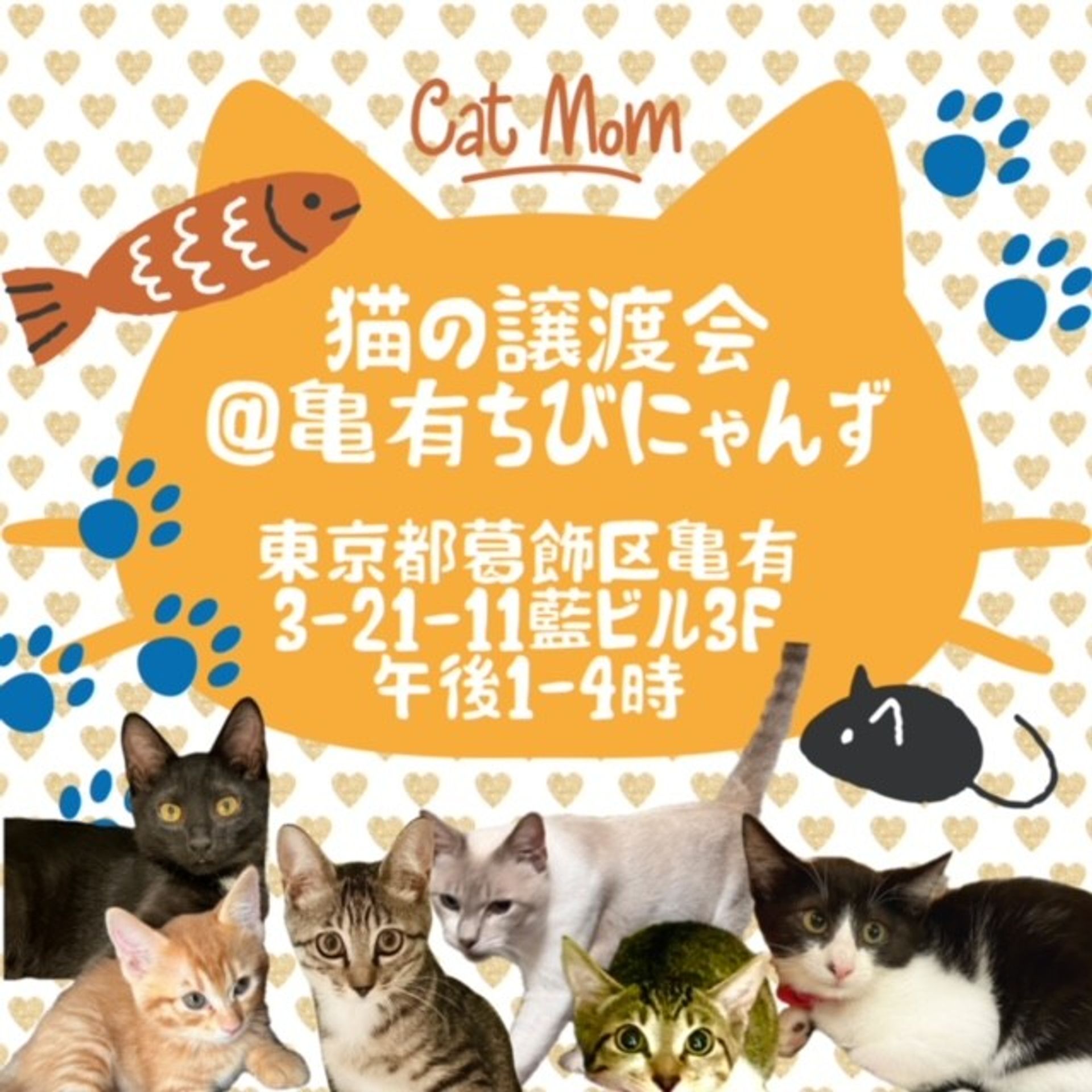 雑種（ミックス猫）・メスの里親募集の写真