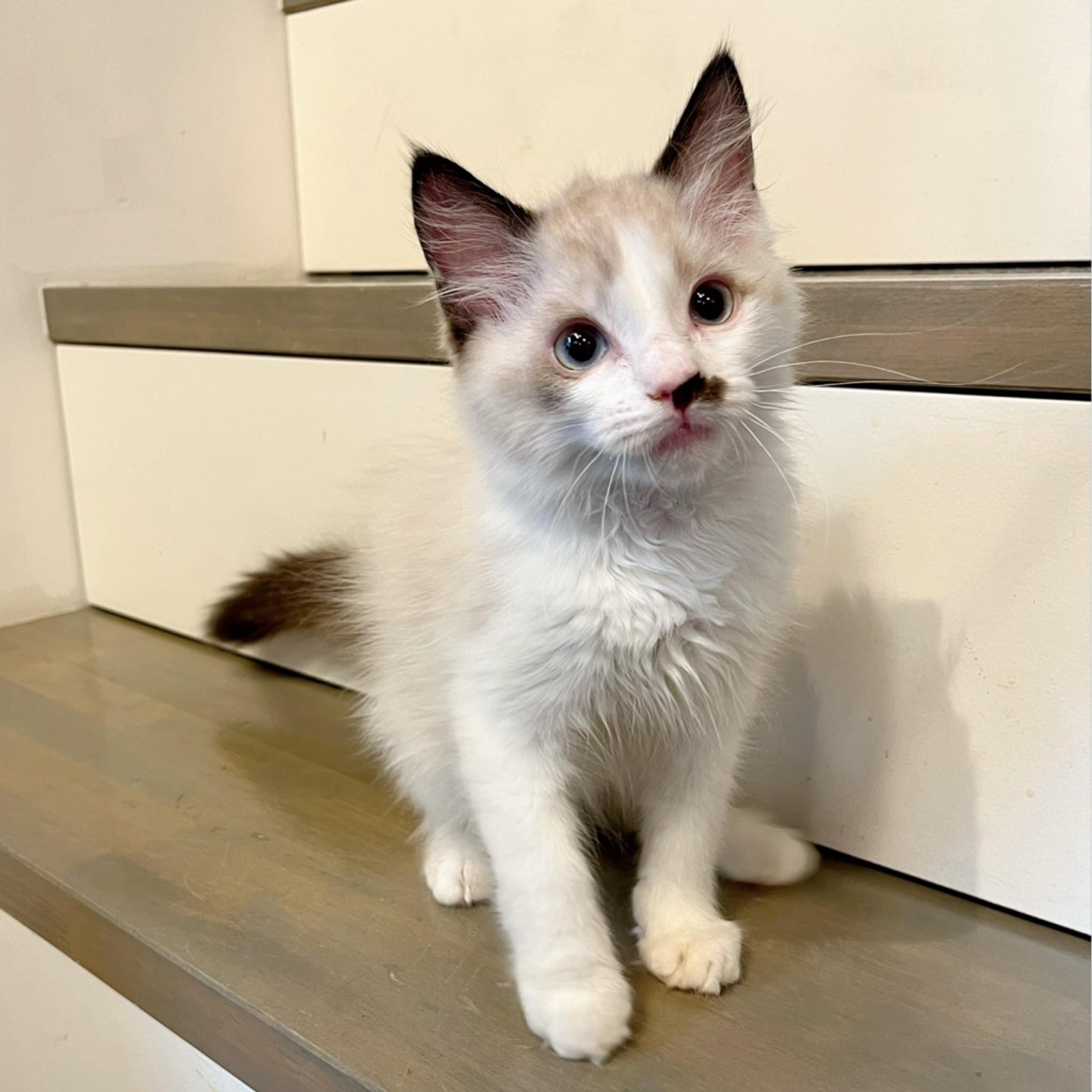 pet-image-2
