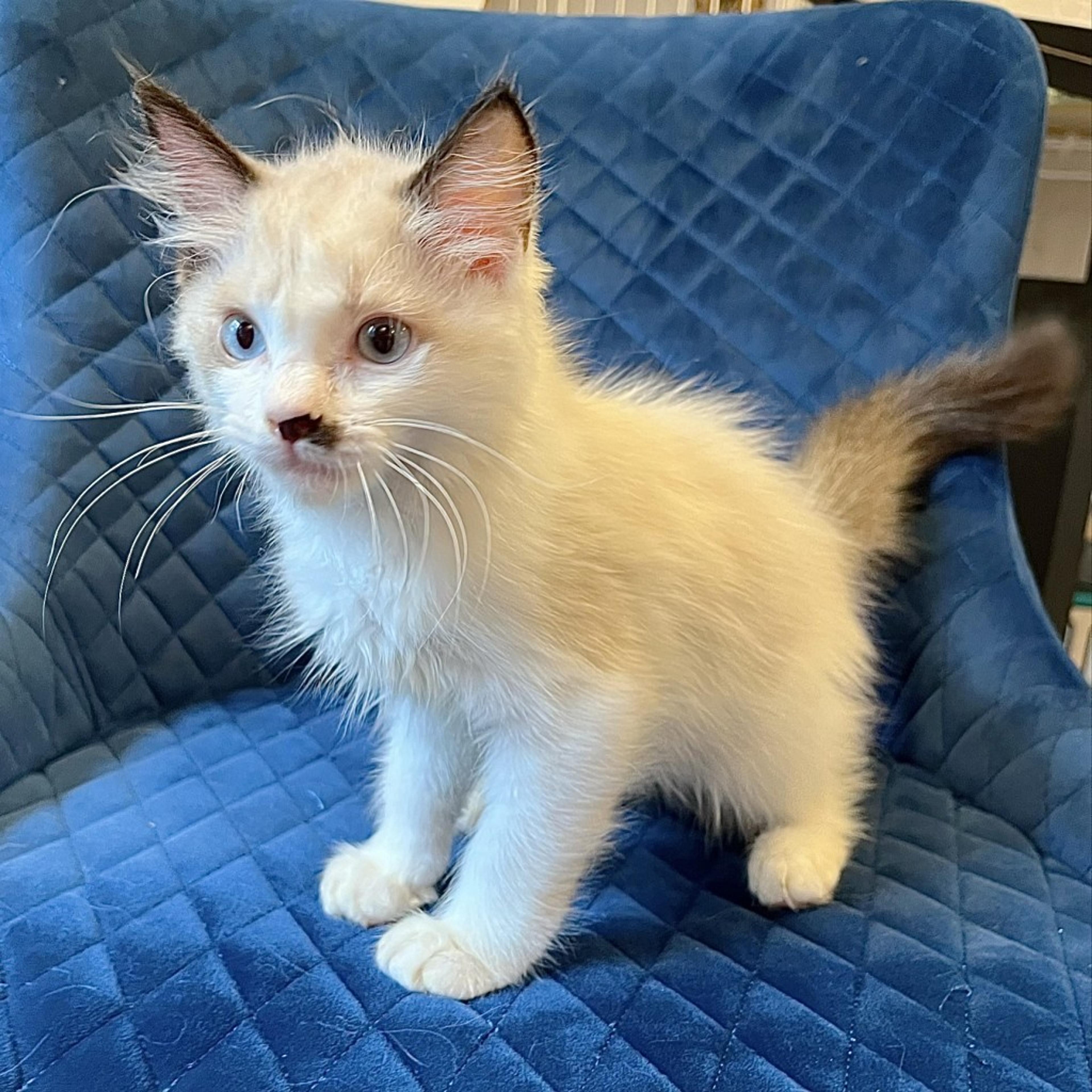 pet-image-5