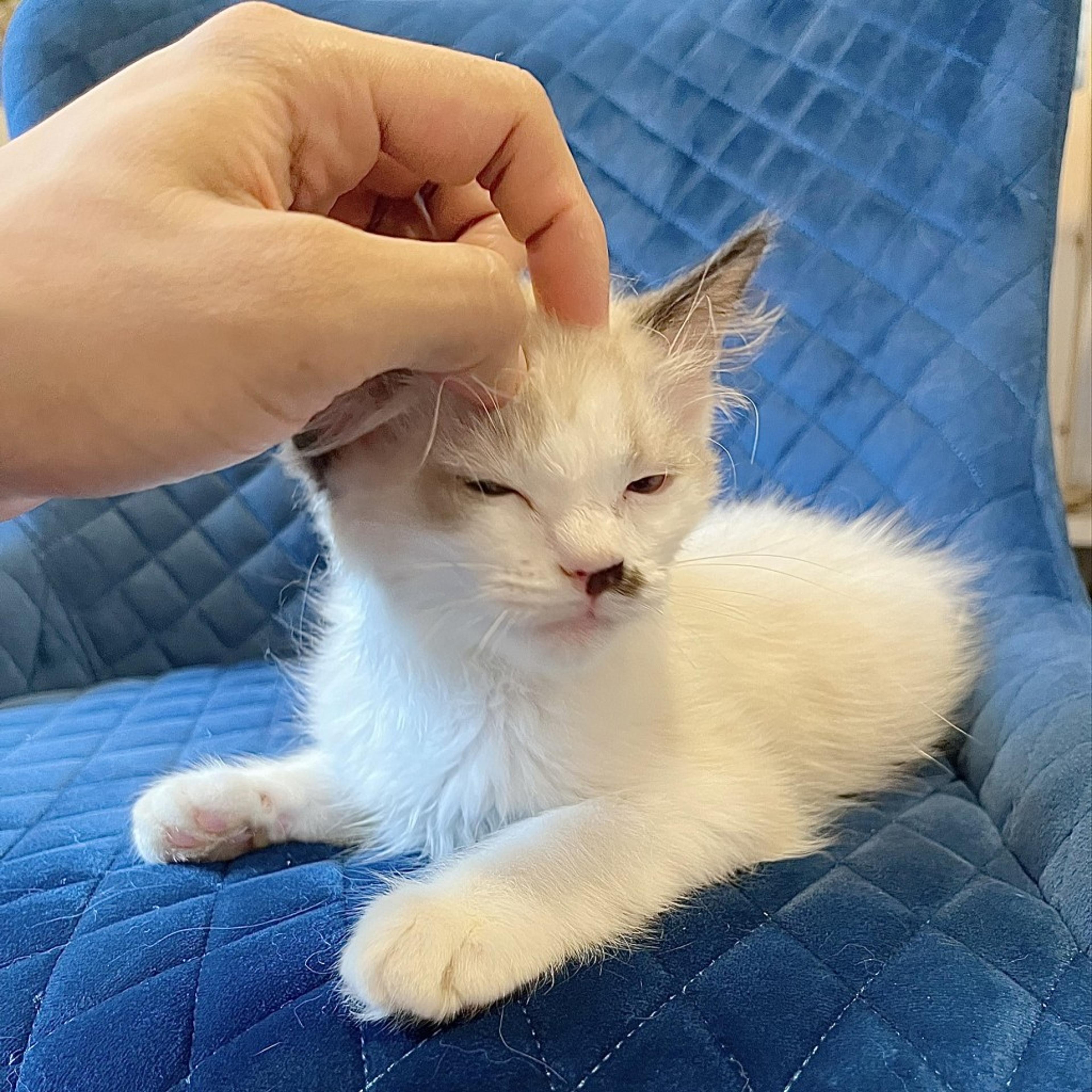 pet-image-6