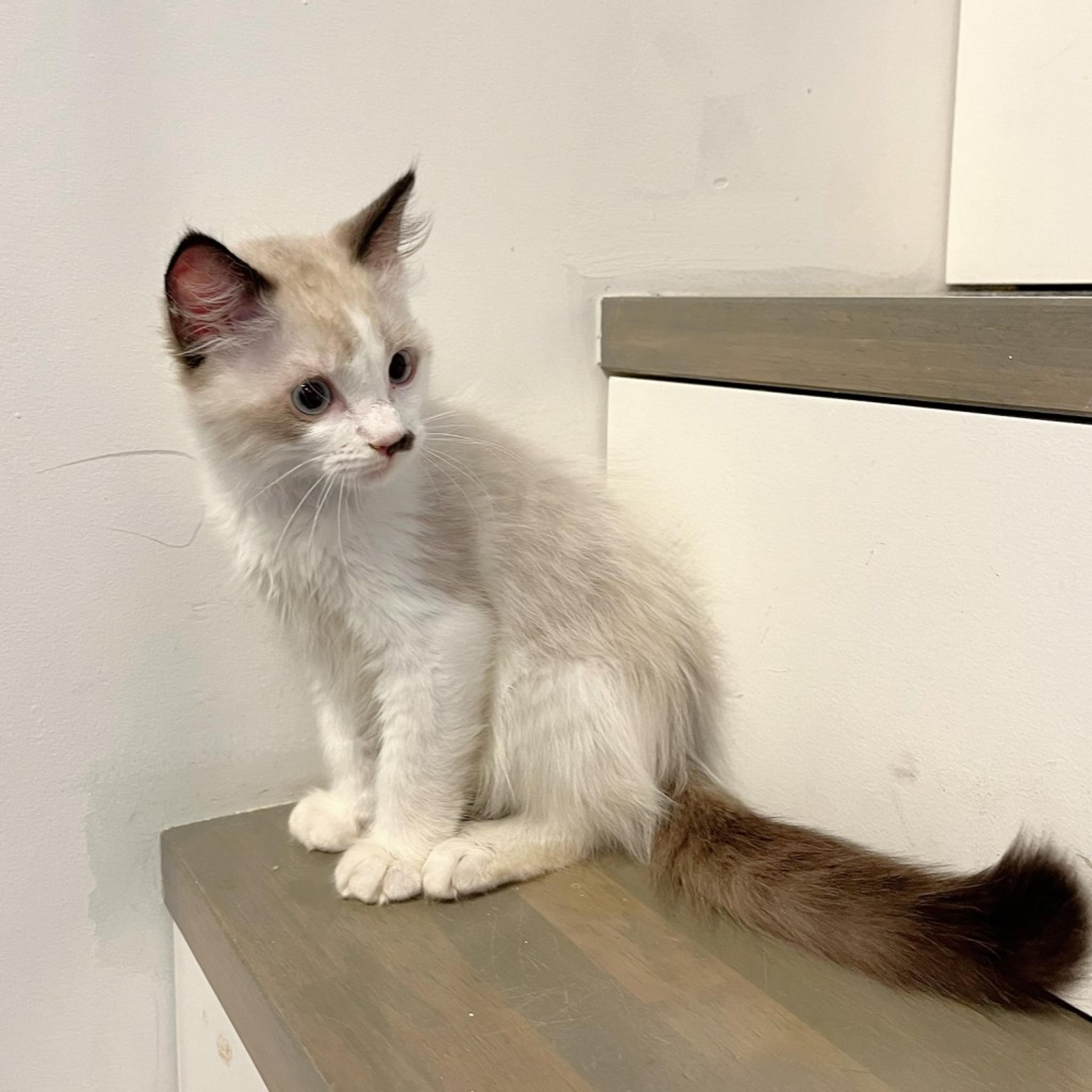 pet-image-7