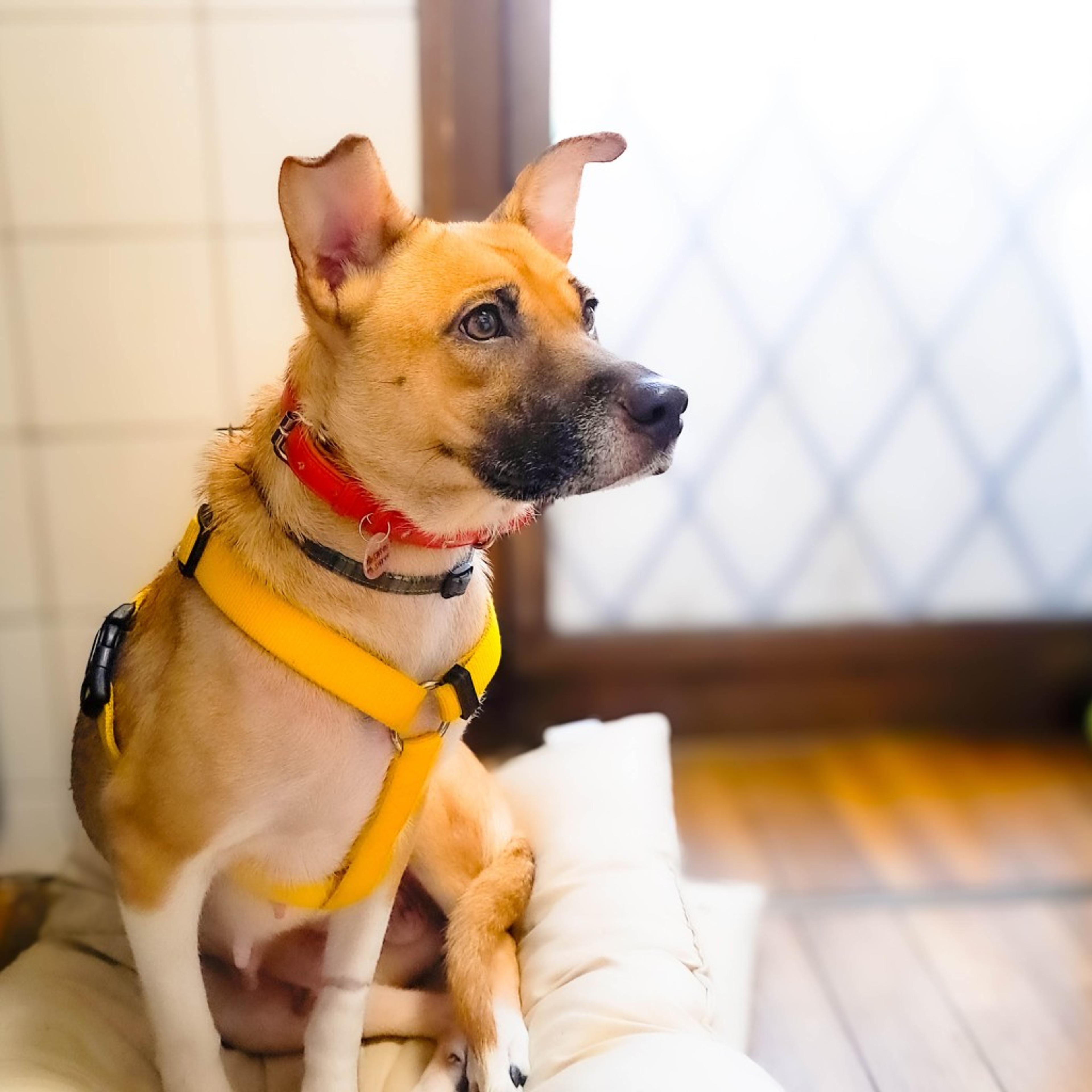 pet-image-6