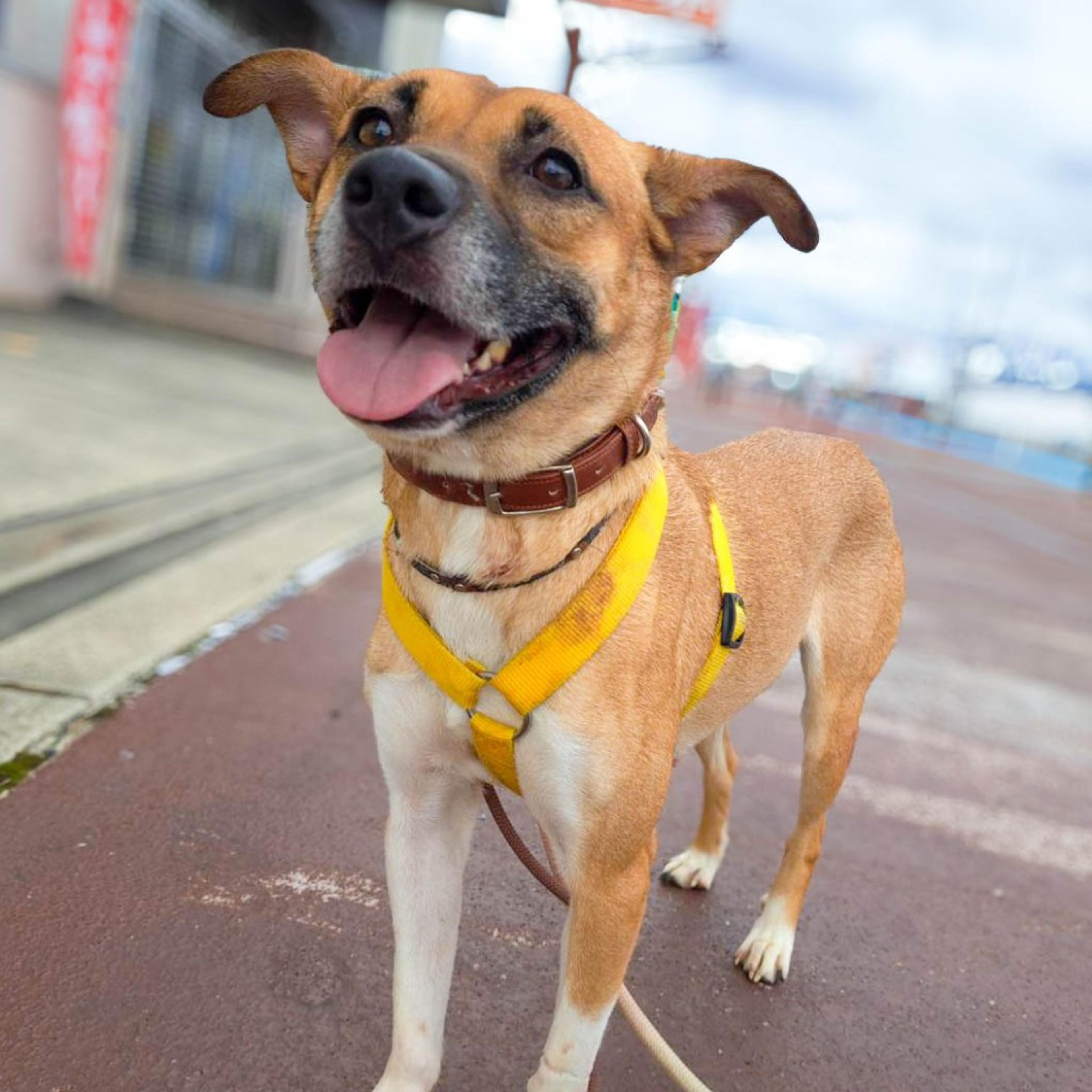 pet-image-7