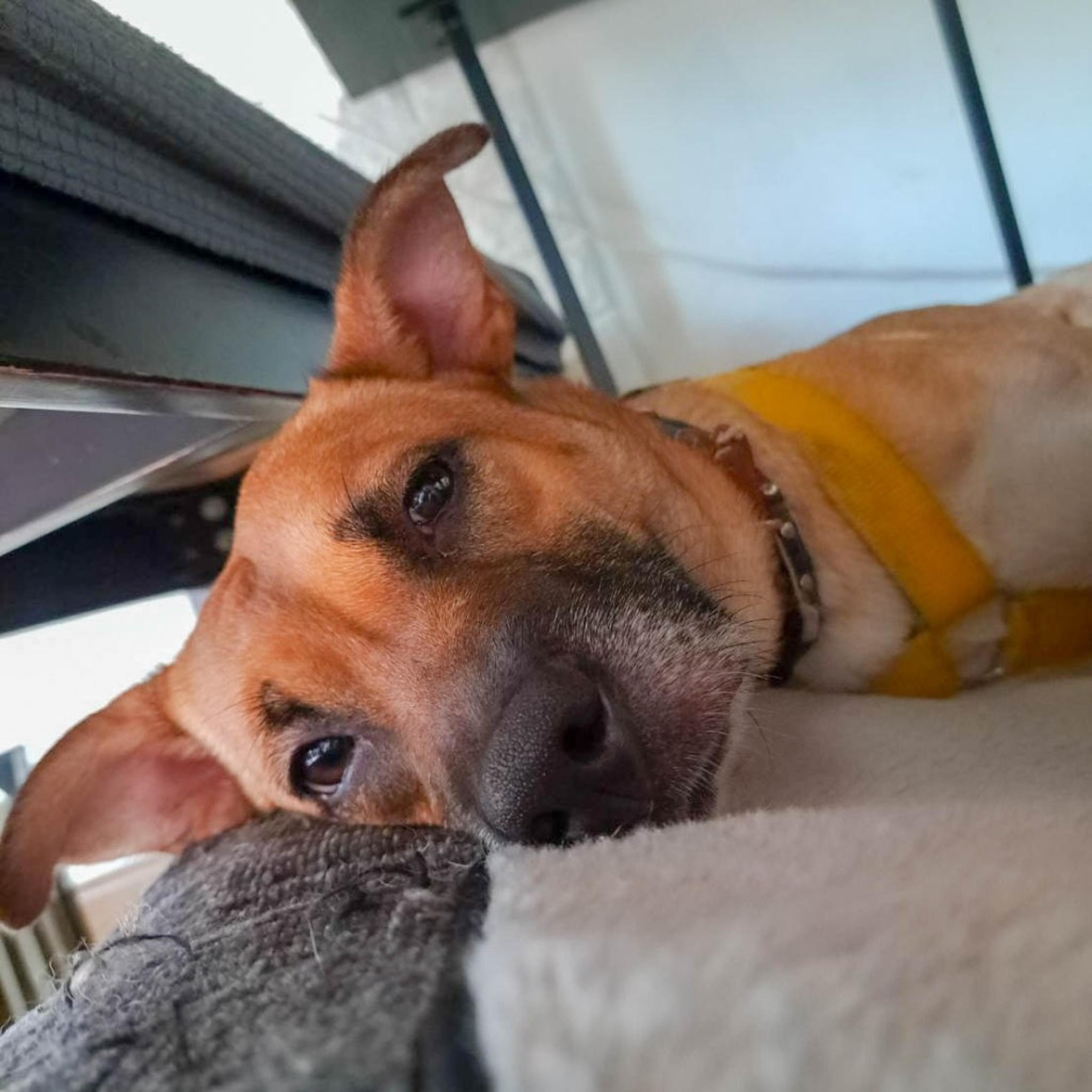 pet-image-8
