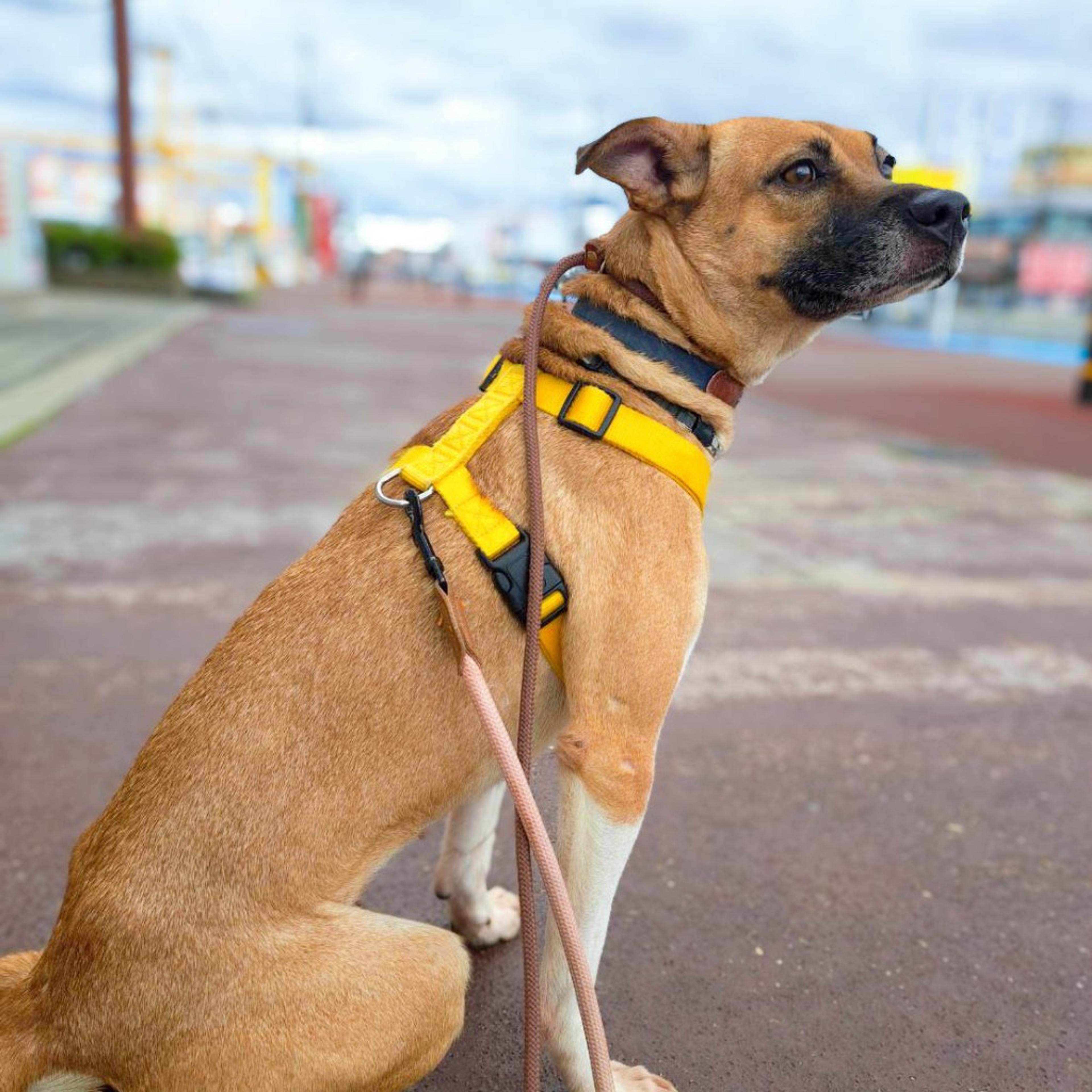 pet-image-5
