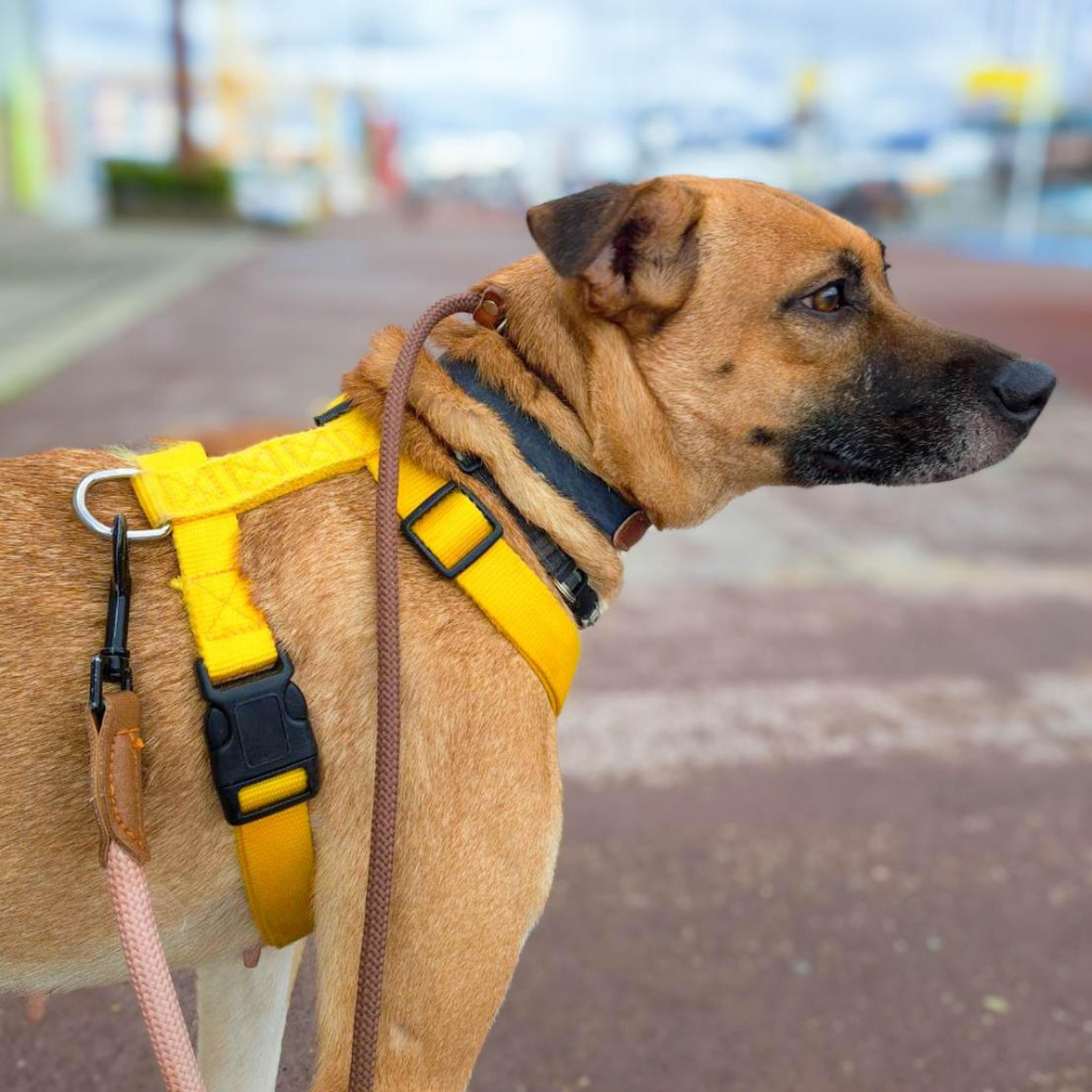 pet-image-4