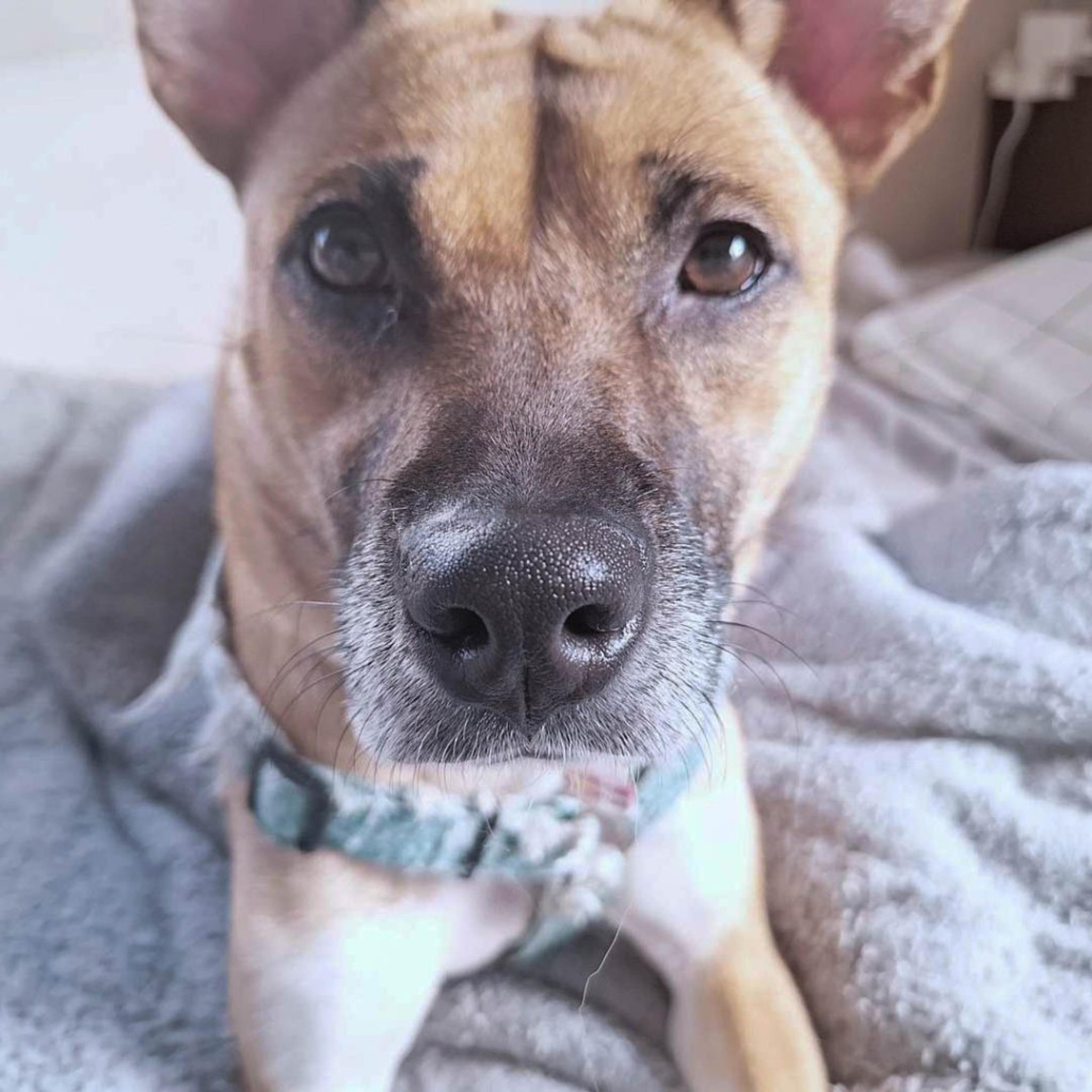 pet-image-9