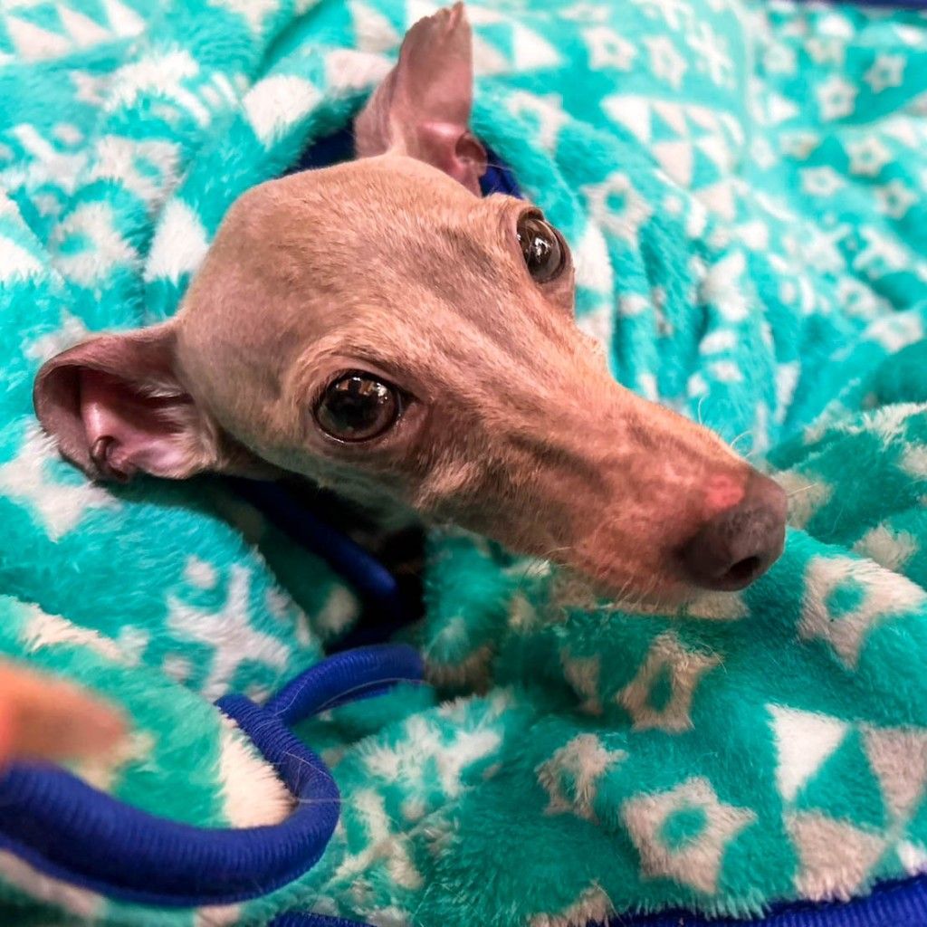 ちっちゃめイタグレ！かわいい！パラッパラッパー | イタリアン