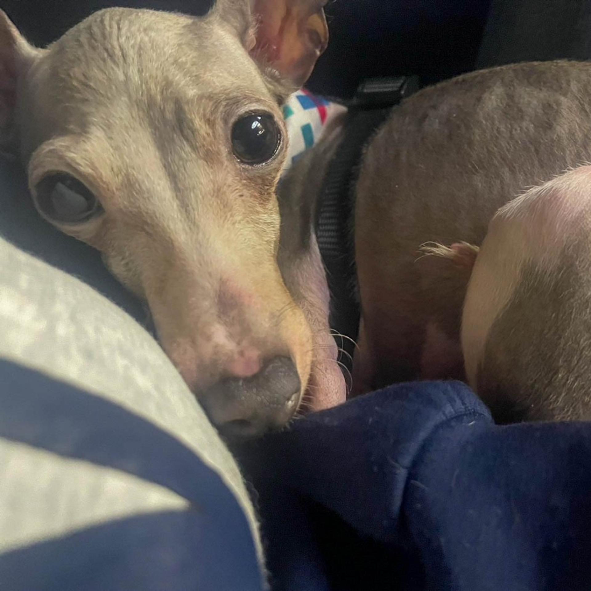 pet-image-8