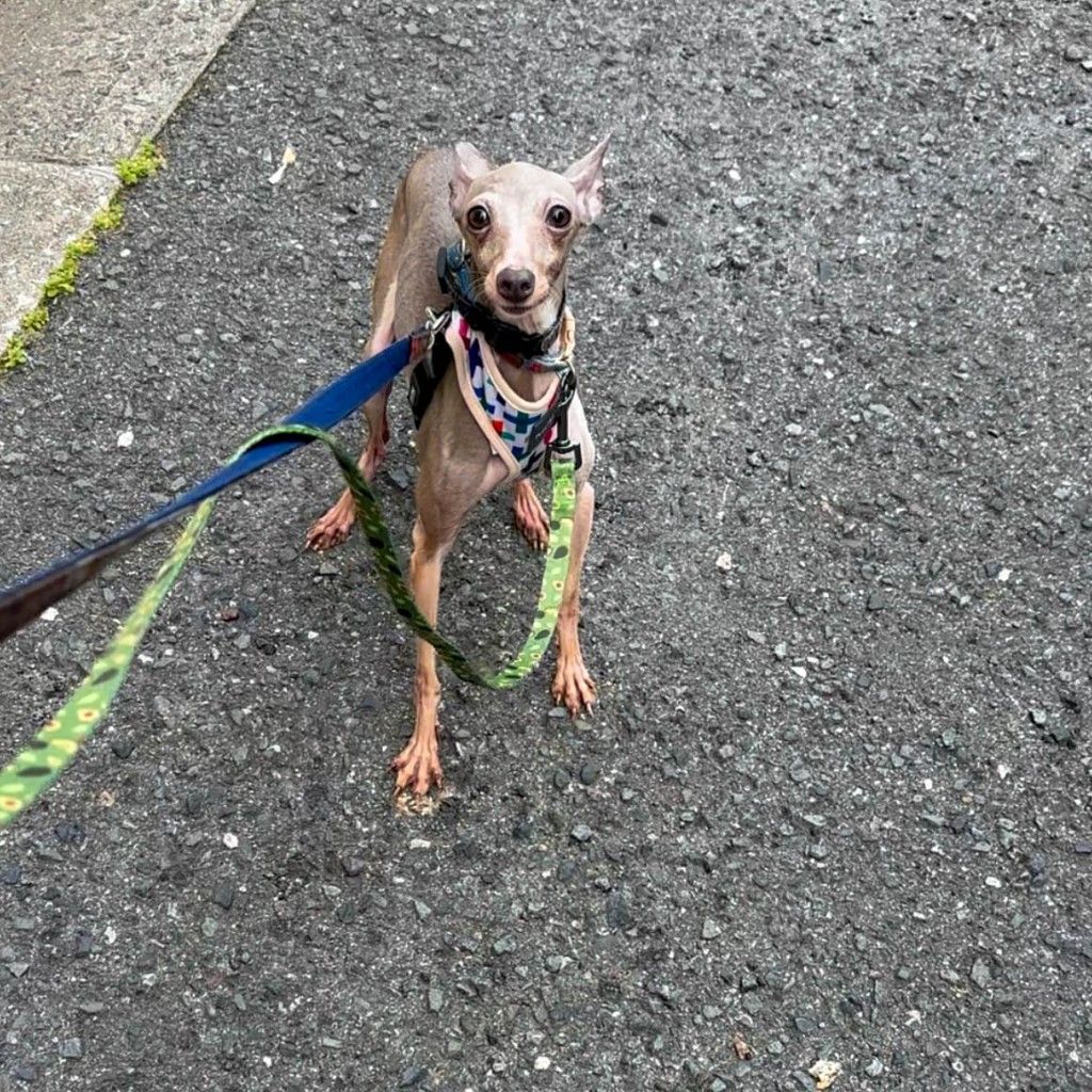 ちっちゃめイタグレ！かわいい！パラッパラッパー | イタリアン