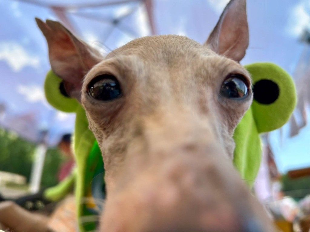 ちっちゃめイタグレ！かわいい！パラッパラッパー | イタリアン