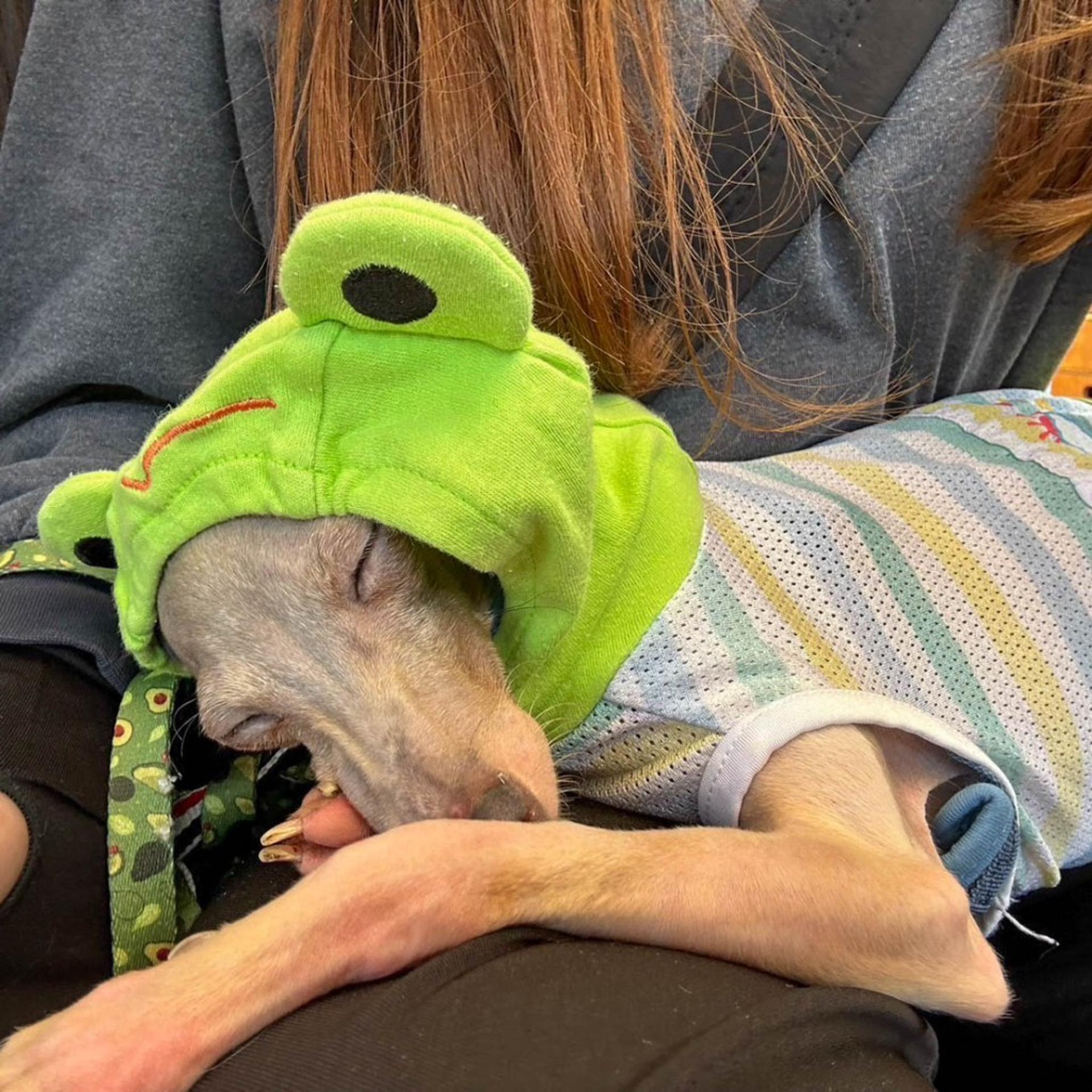 pet-image-3