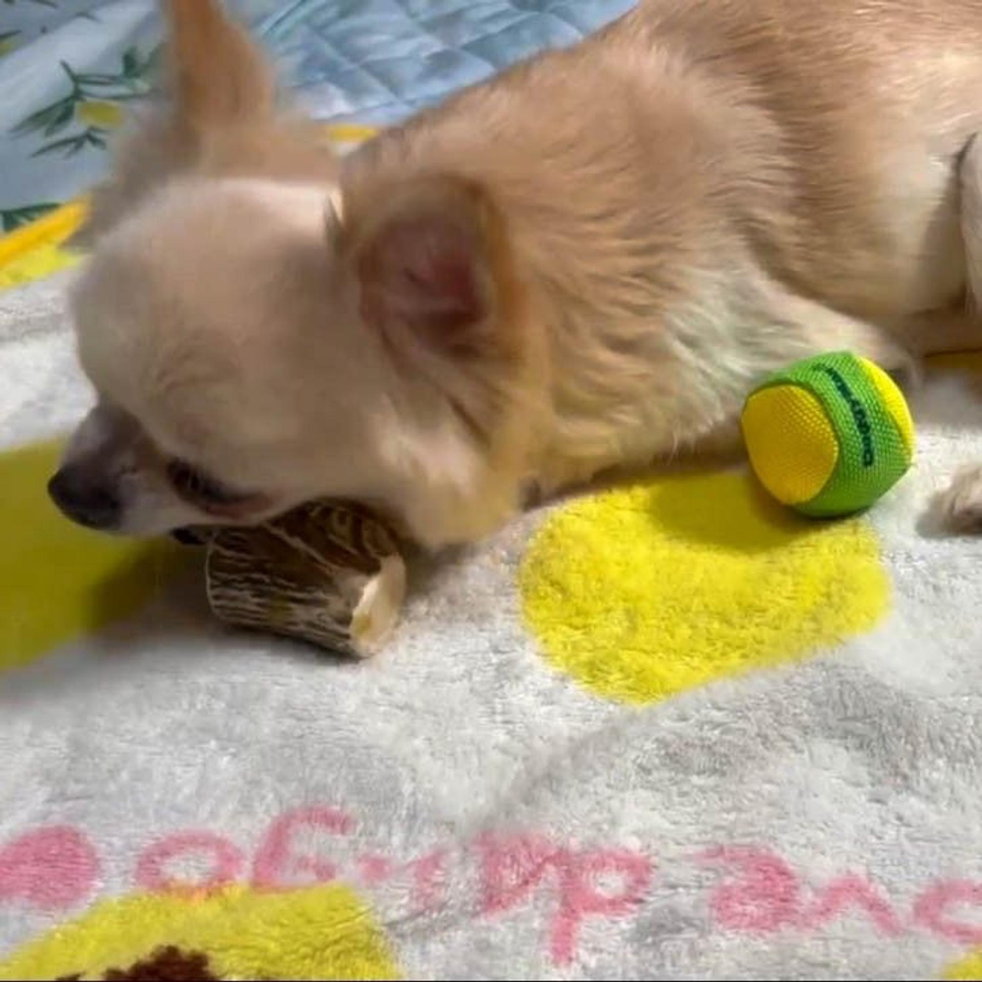 pet-image-9