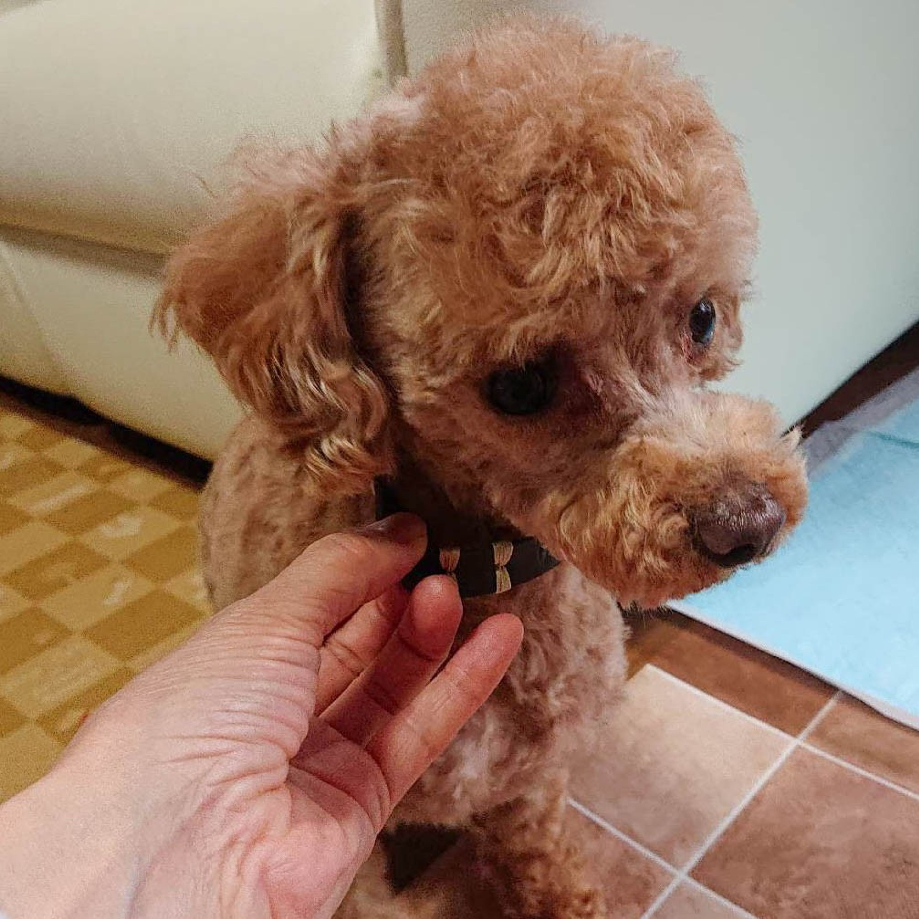 pet-image-8