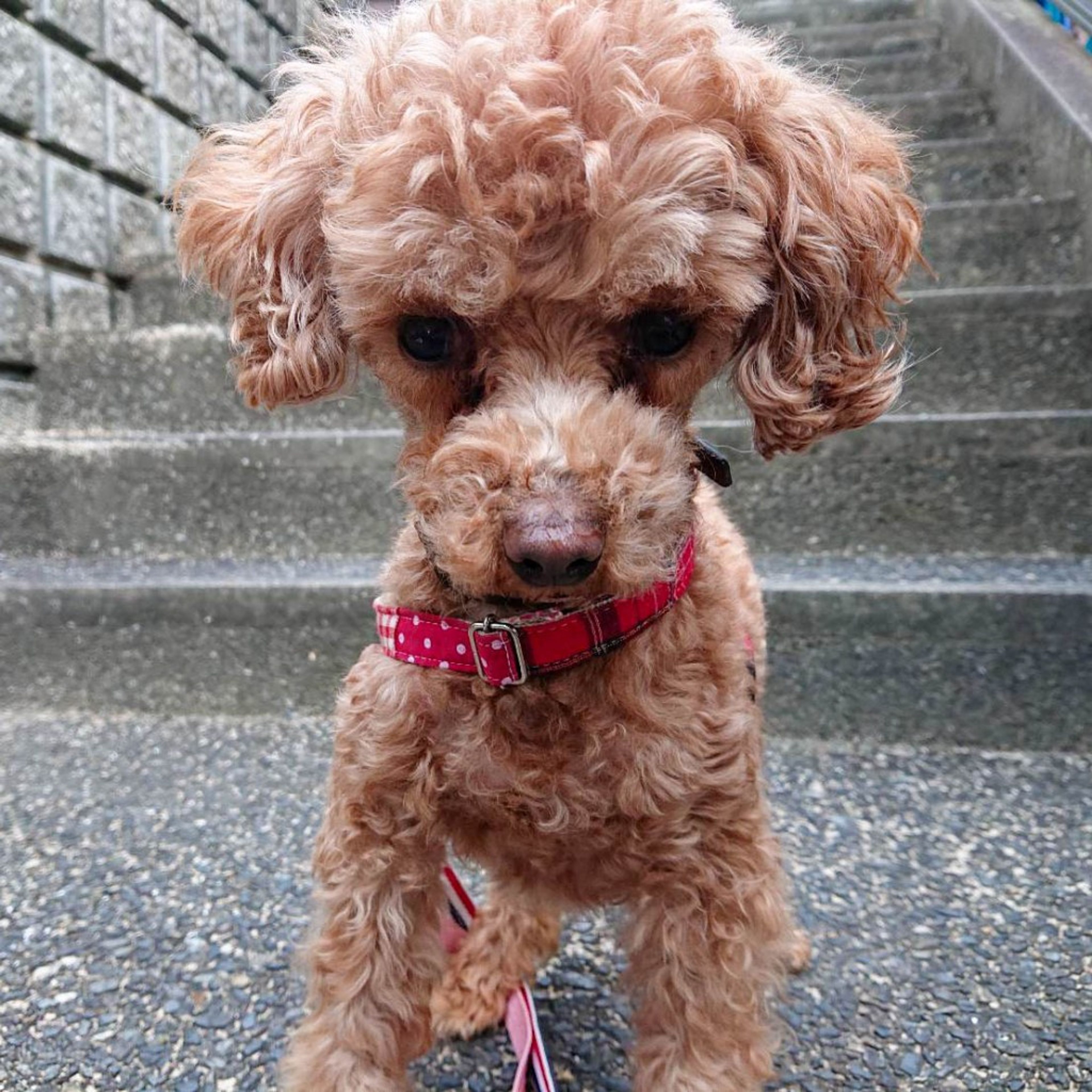 pet-image-9