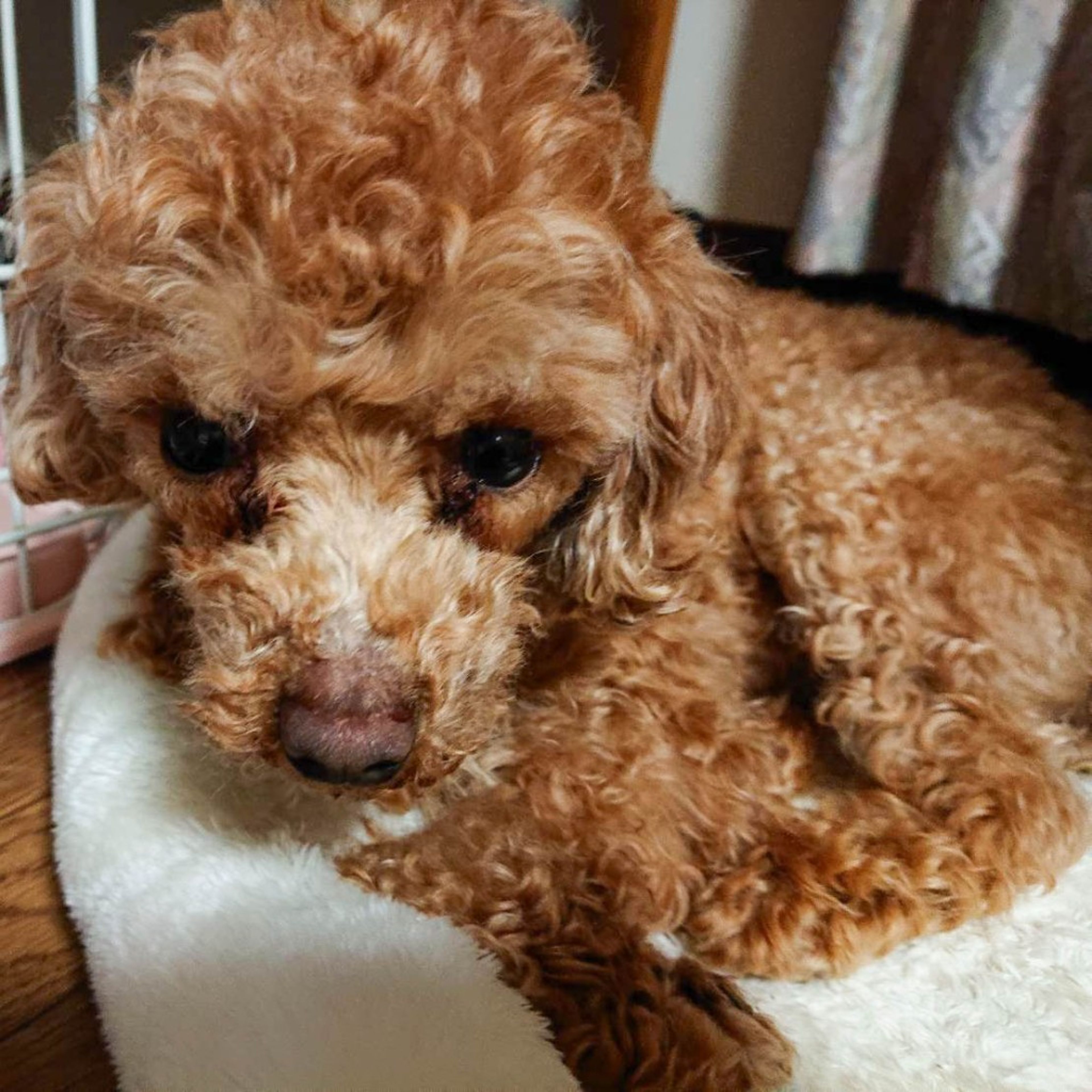 pet-image-5