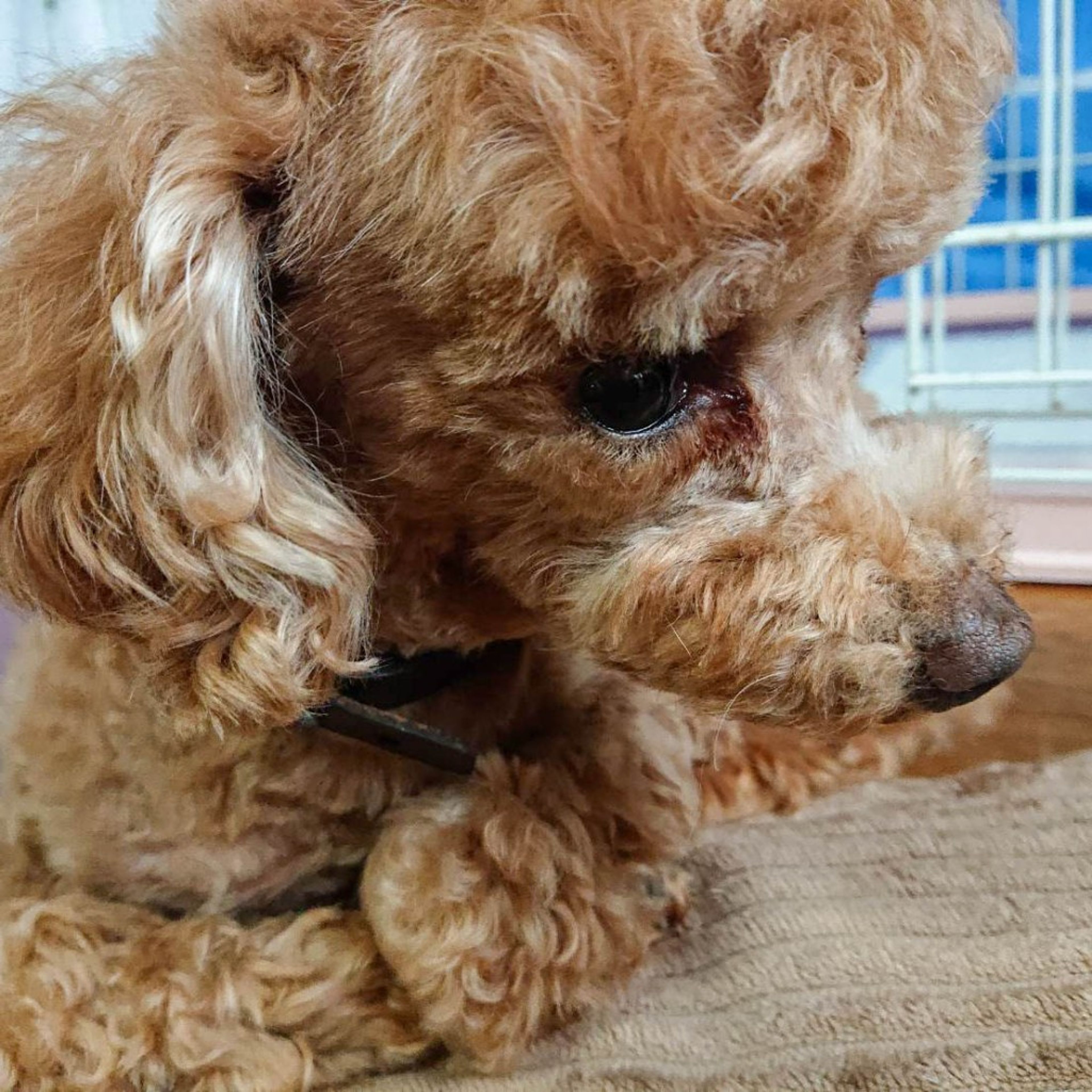 pet-image-2