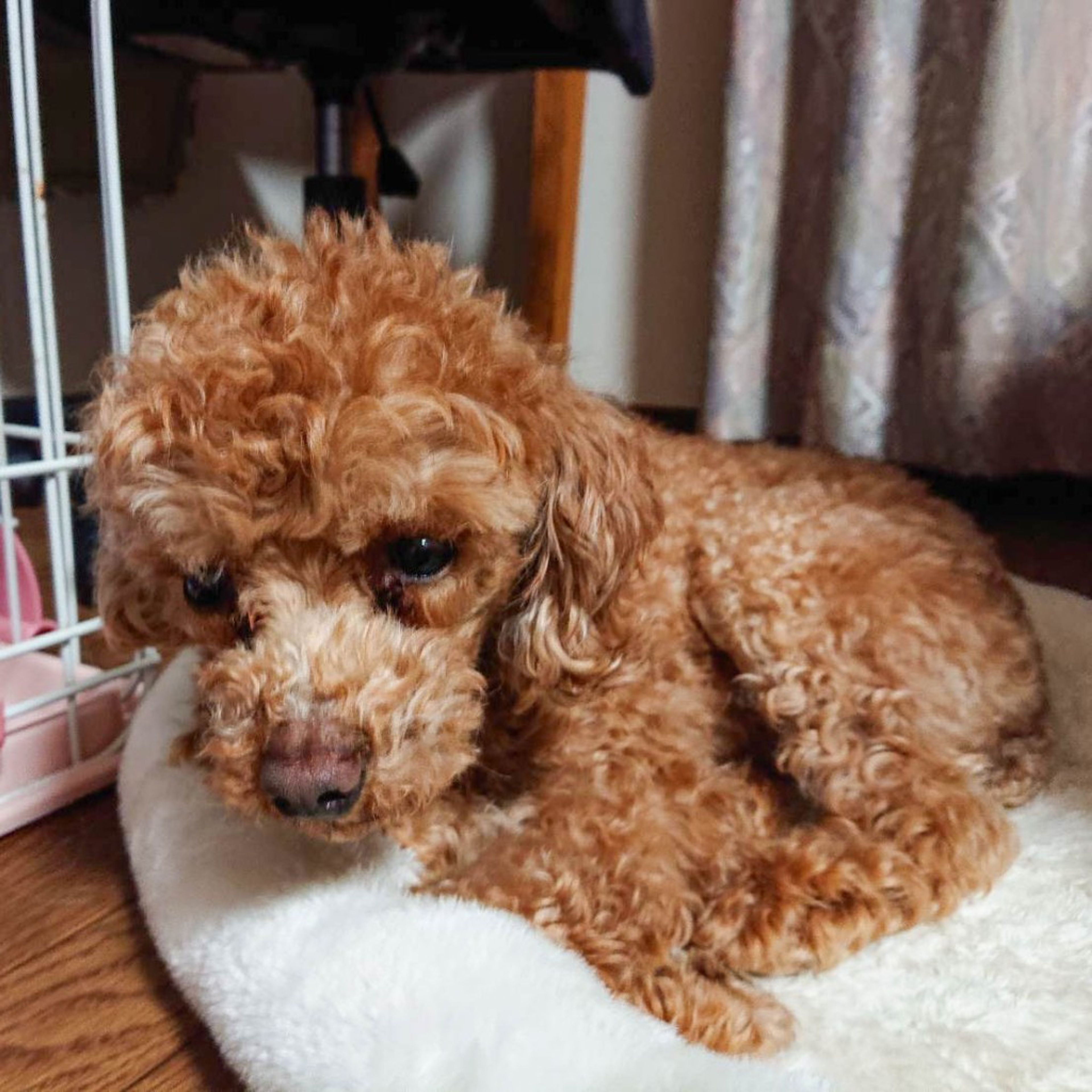 pet-image-4