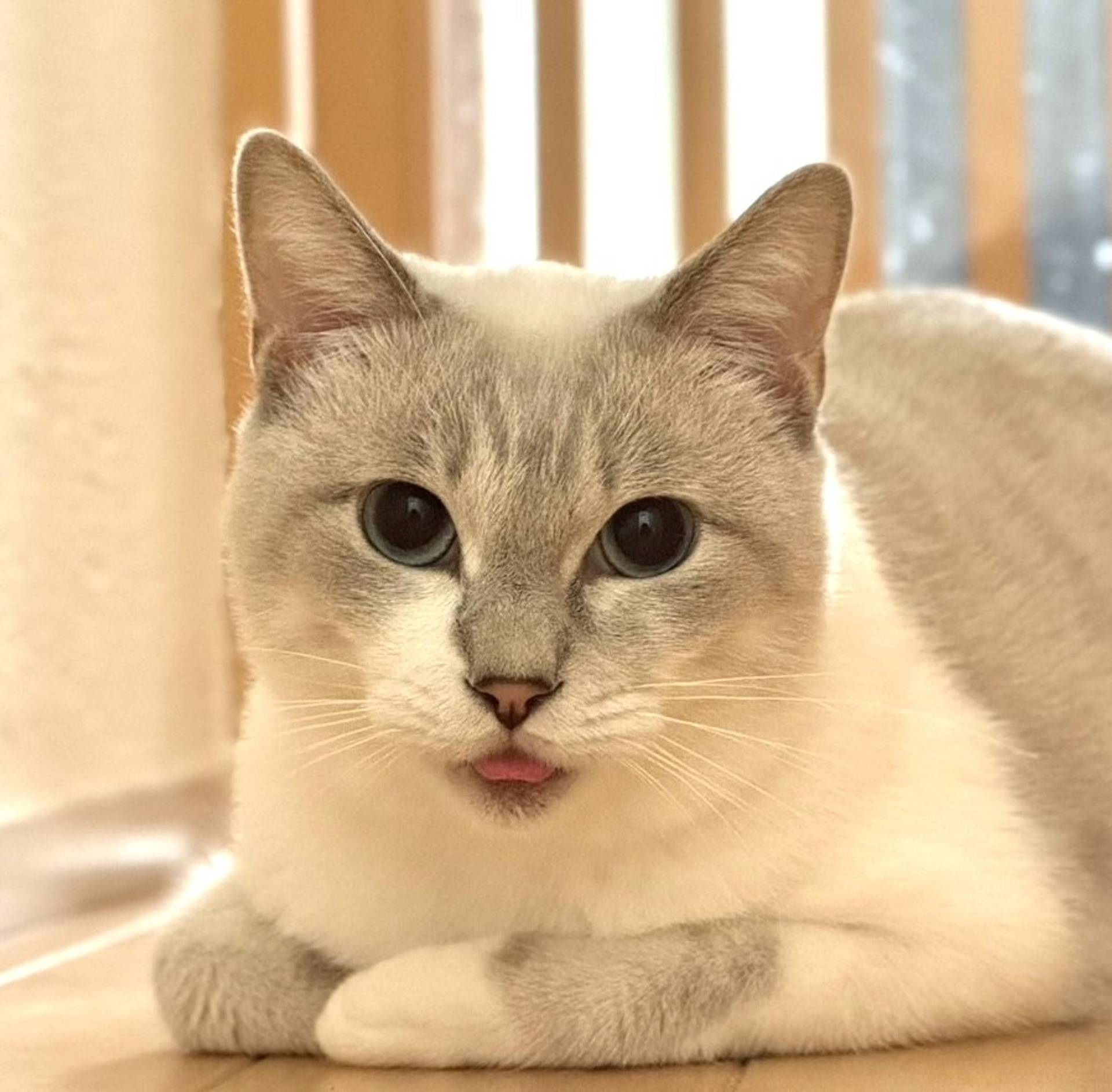 雑種（ミックス猫）・オスの里親募集の写真
