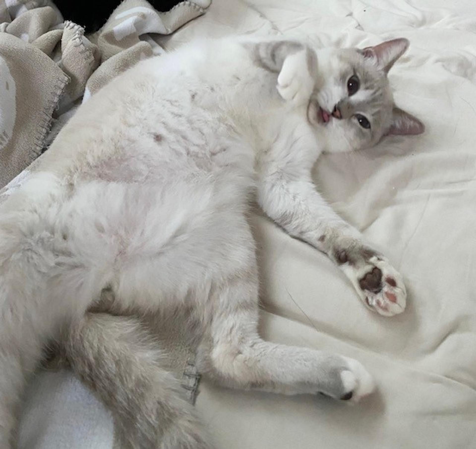 pet-image-2