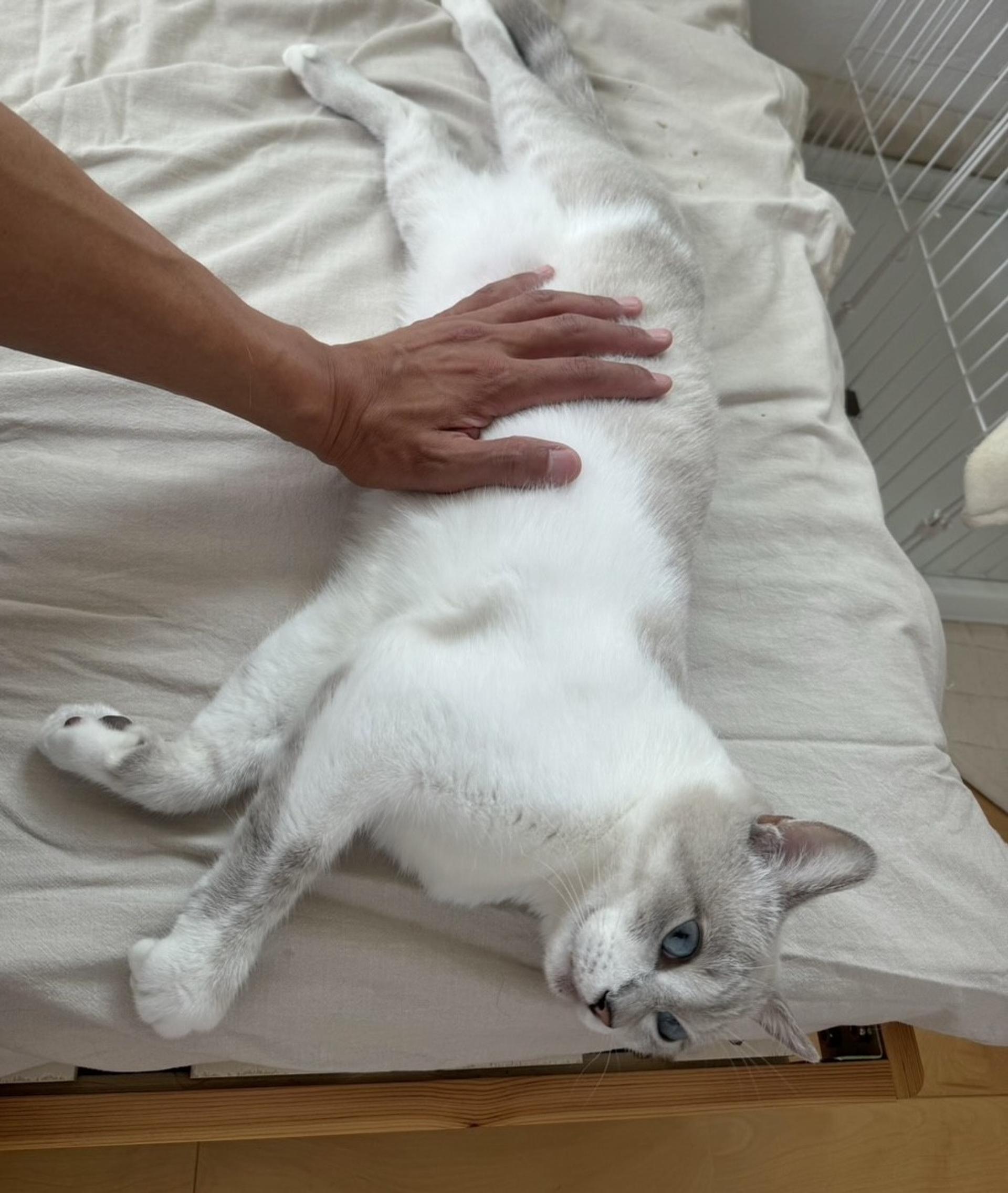 pet-image-4
