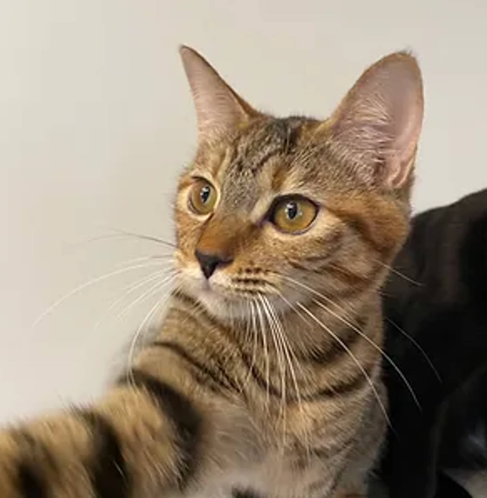 雑種（ミックス猫）・メスの里親募集の写真
