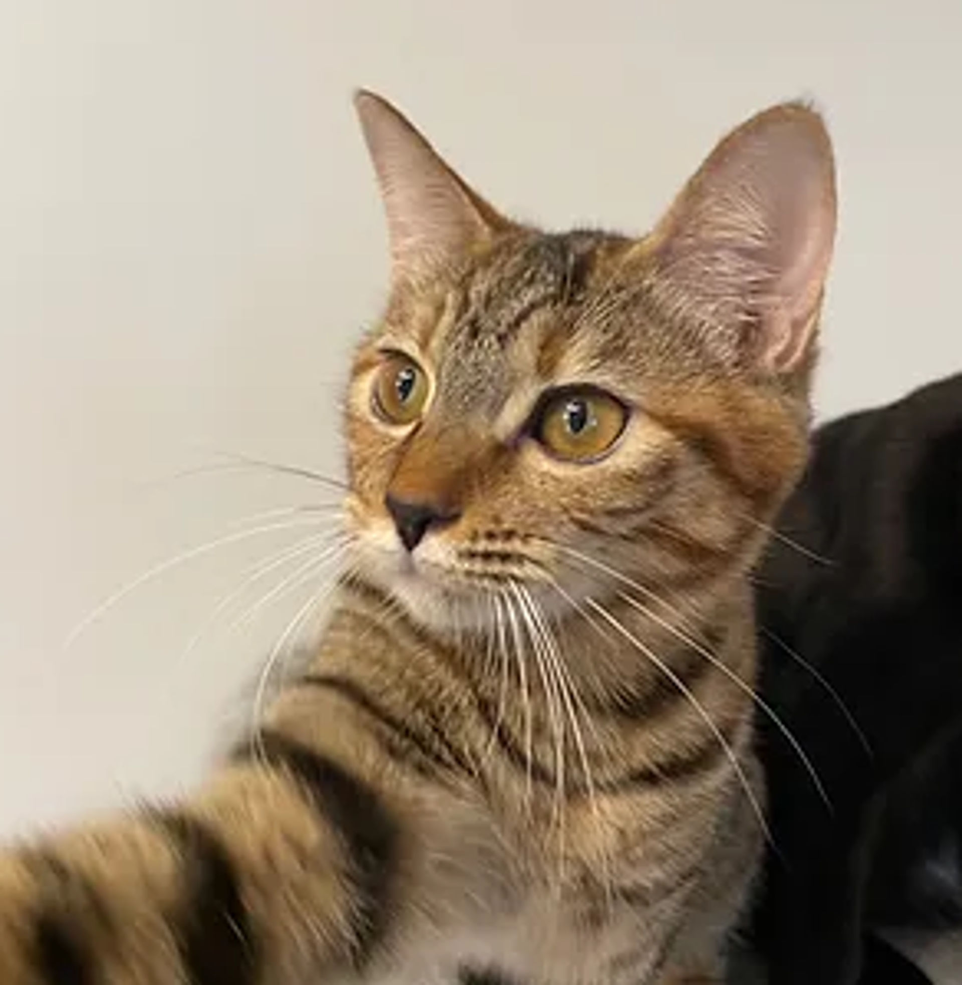 雑種（ミックス猫）・メスの里親募集の写真