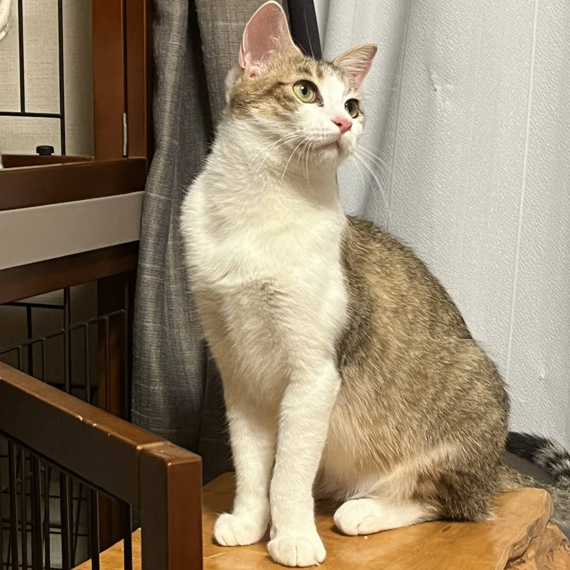 雑種（ミックス猫）・メスの里親募集の写真