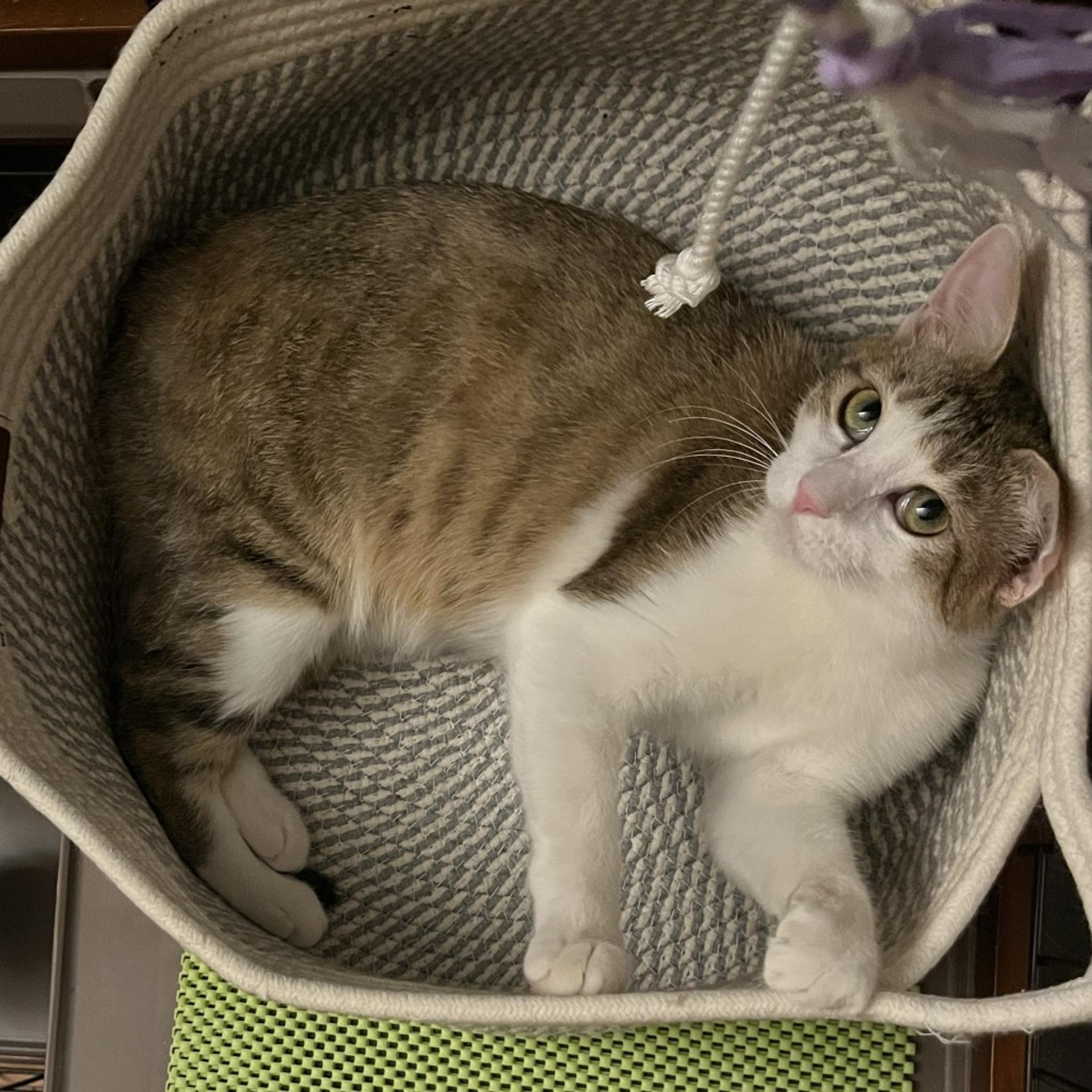 pet-image-3