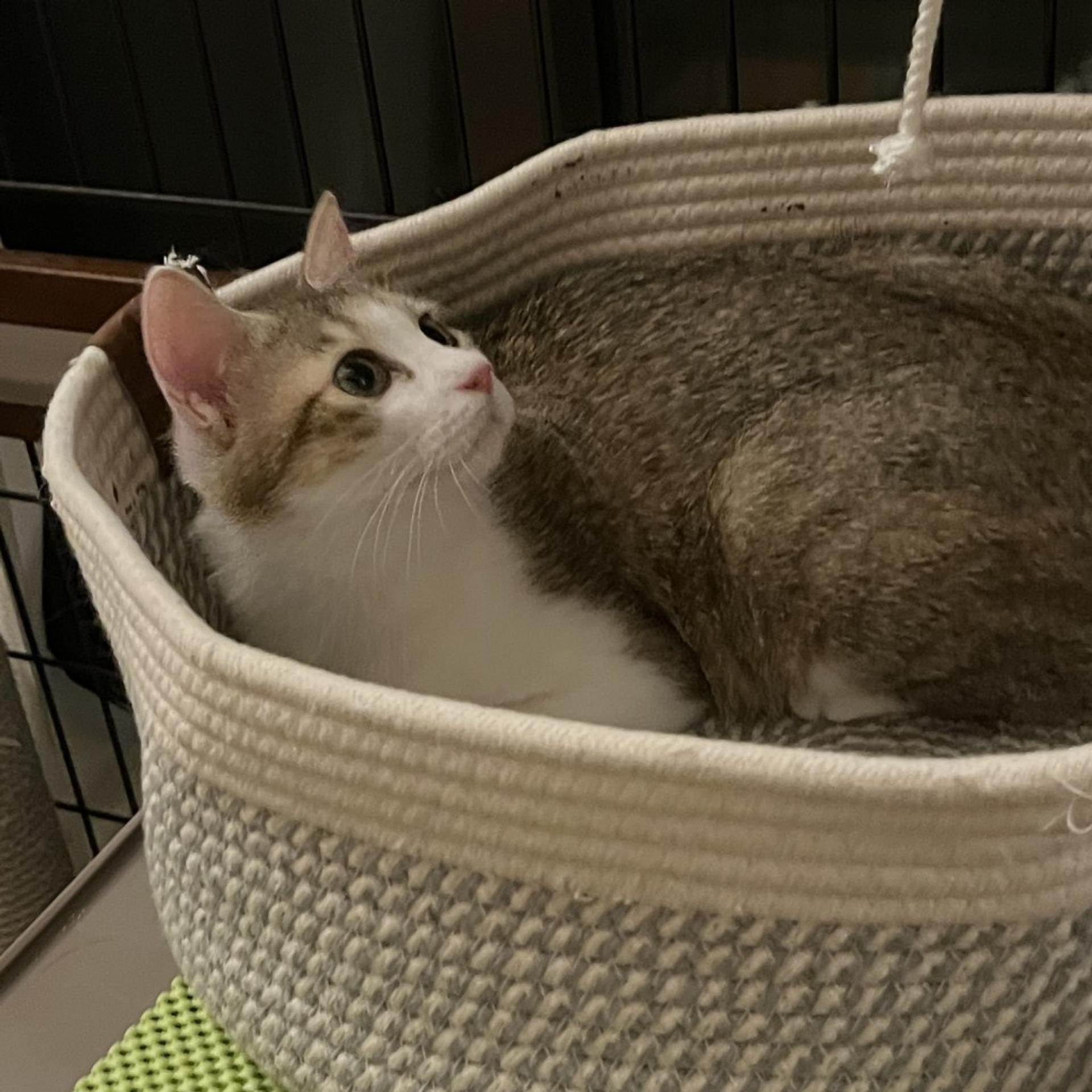 pet-image-4