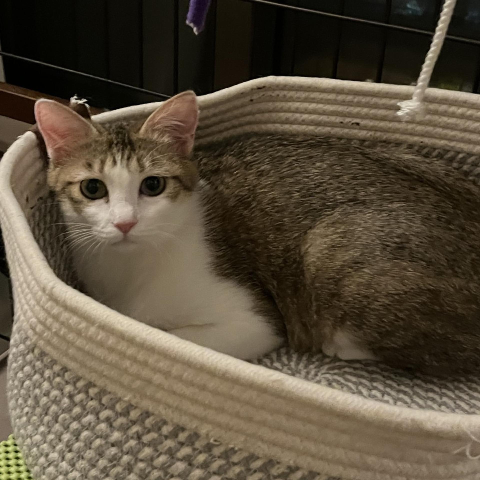 pet-image-5