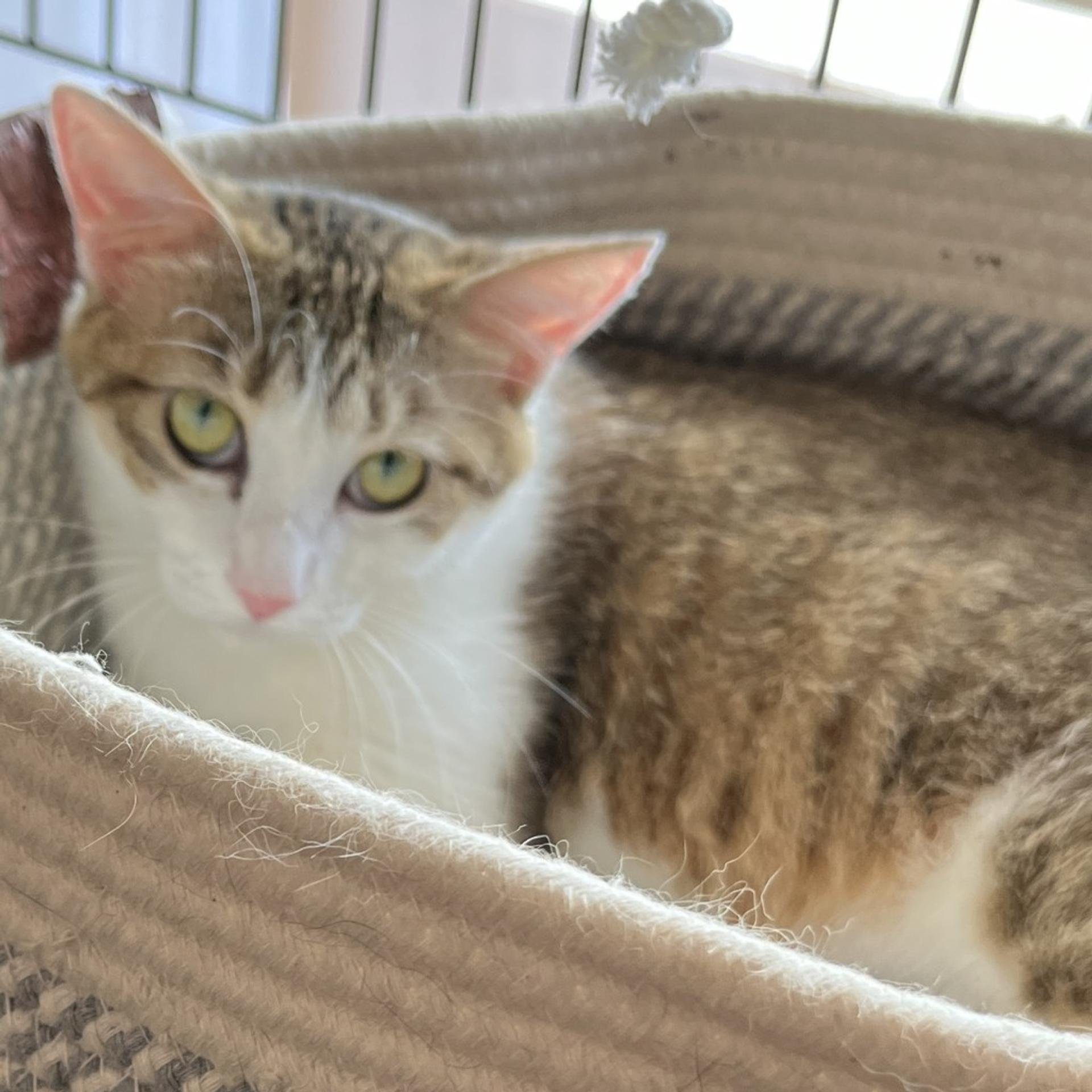 pet-image-6
