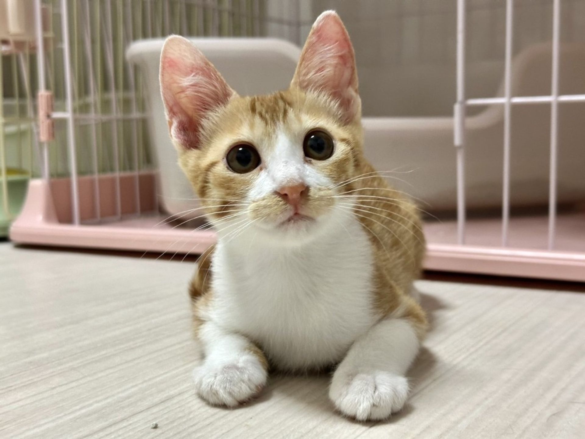 雑種（ミックス猫）・オスの里親募集の写真