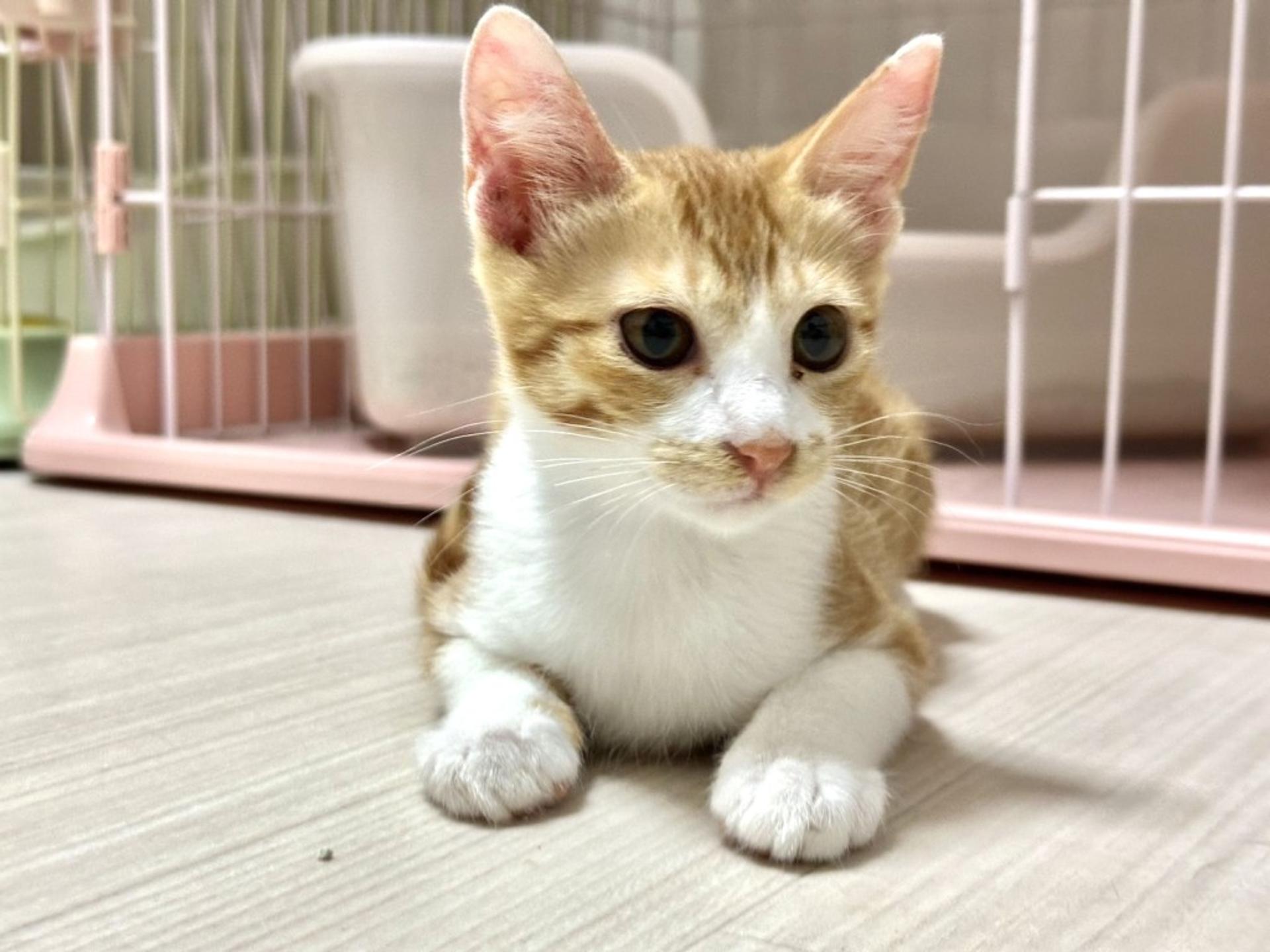 pet-image-3