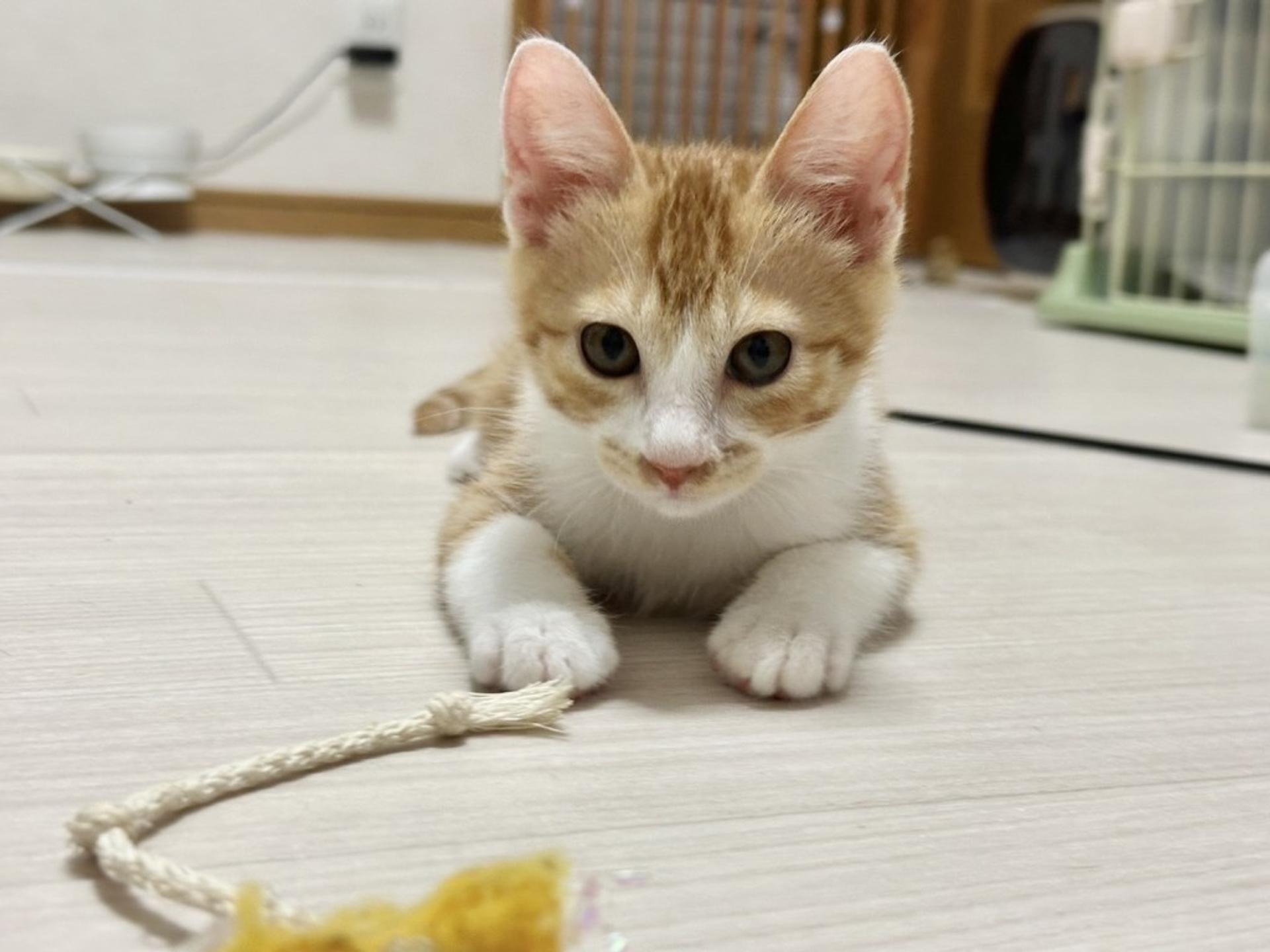 pet-image-2