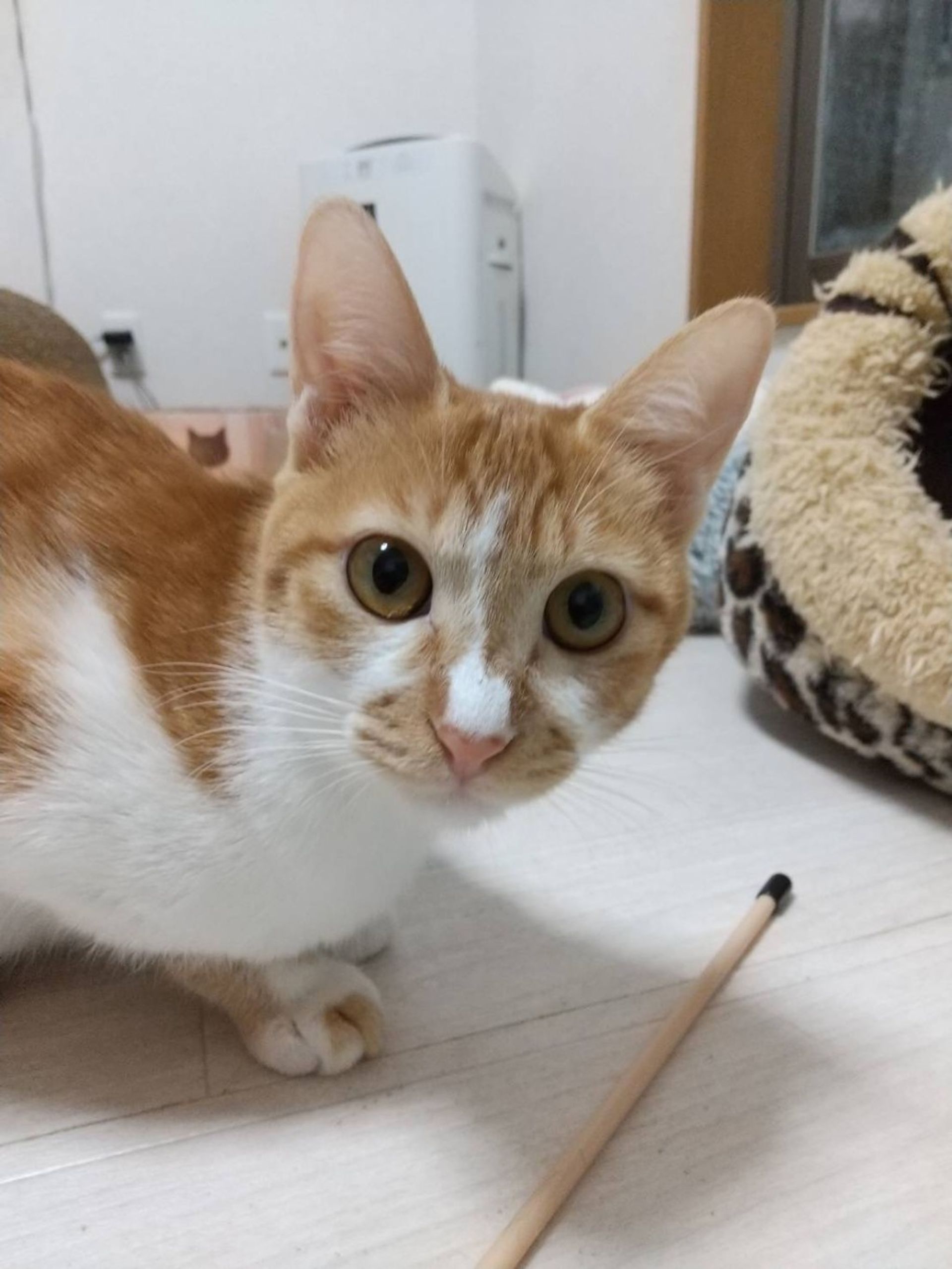 雑種（ミックス猫）・メスの里親募集の写真