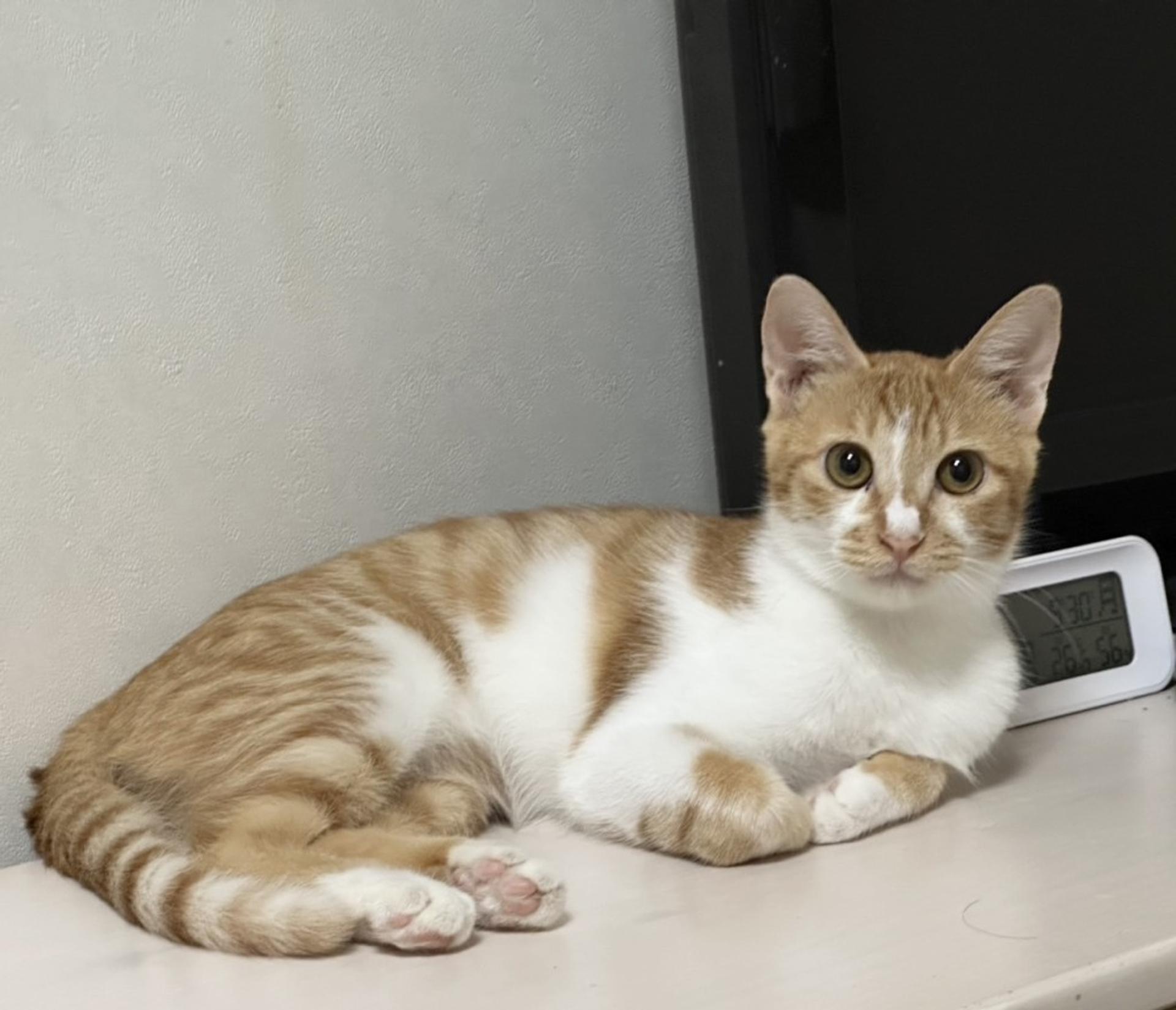 pet-image-3