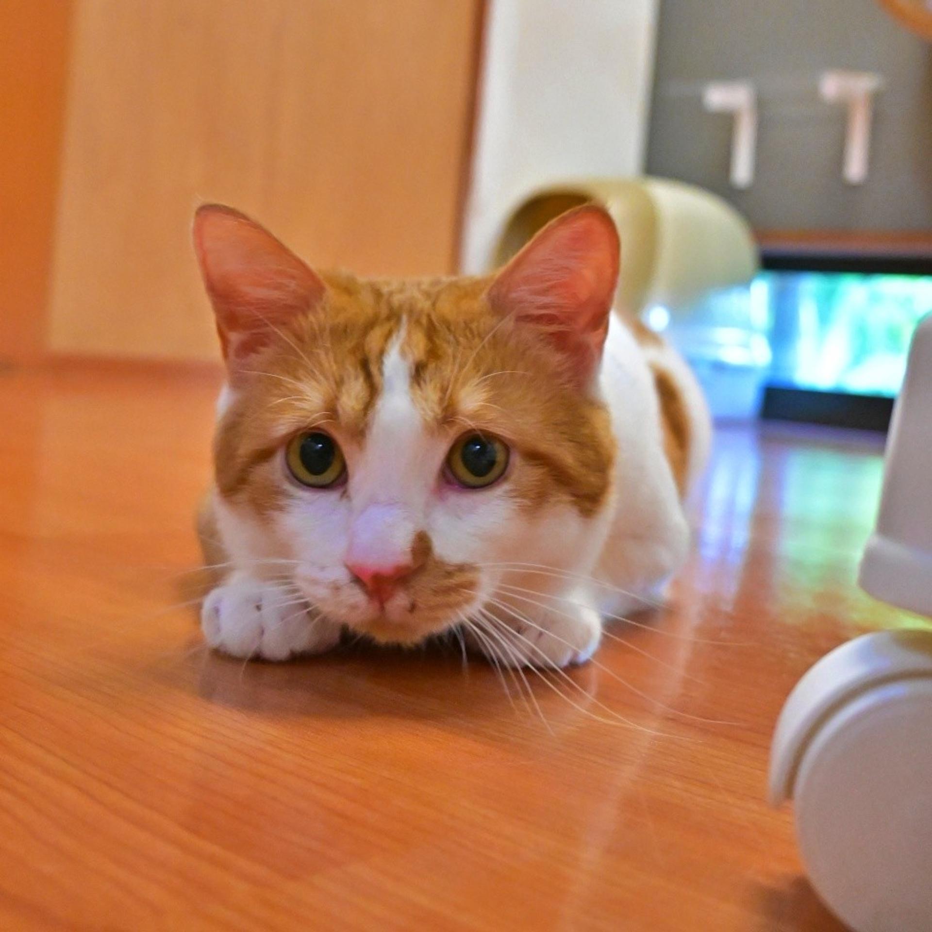 pet-image-6