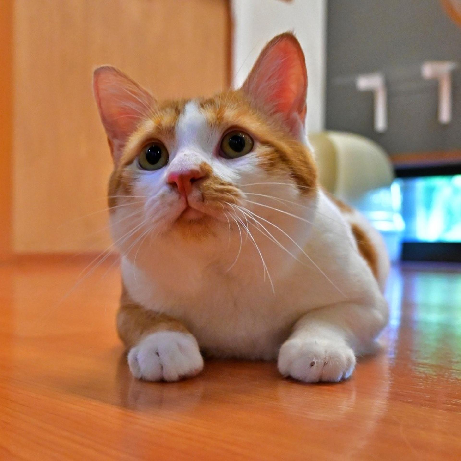pet-image-7