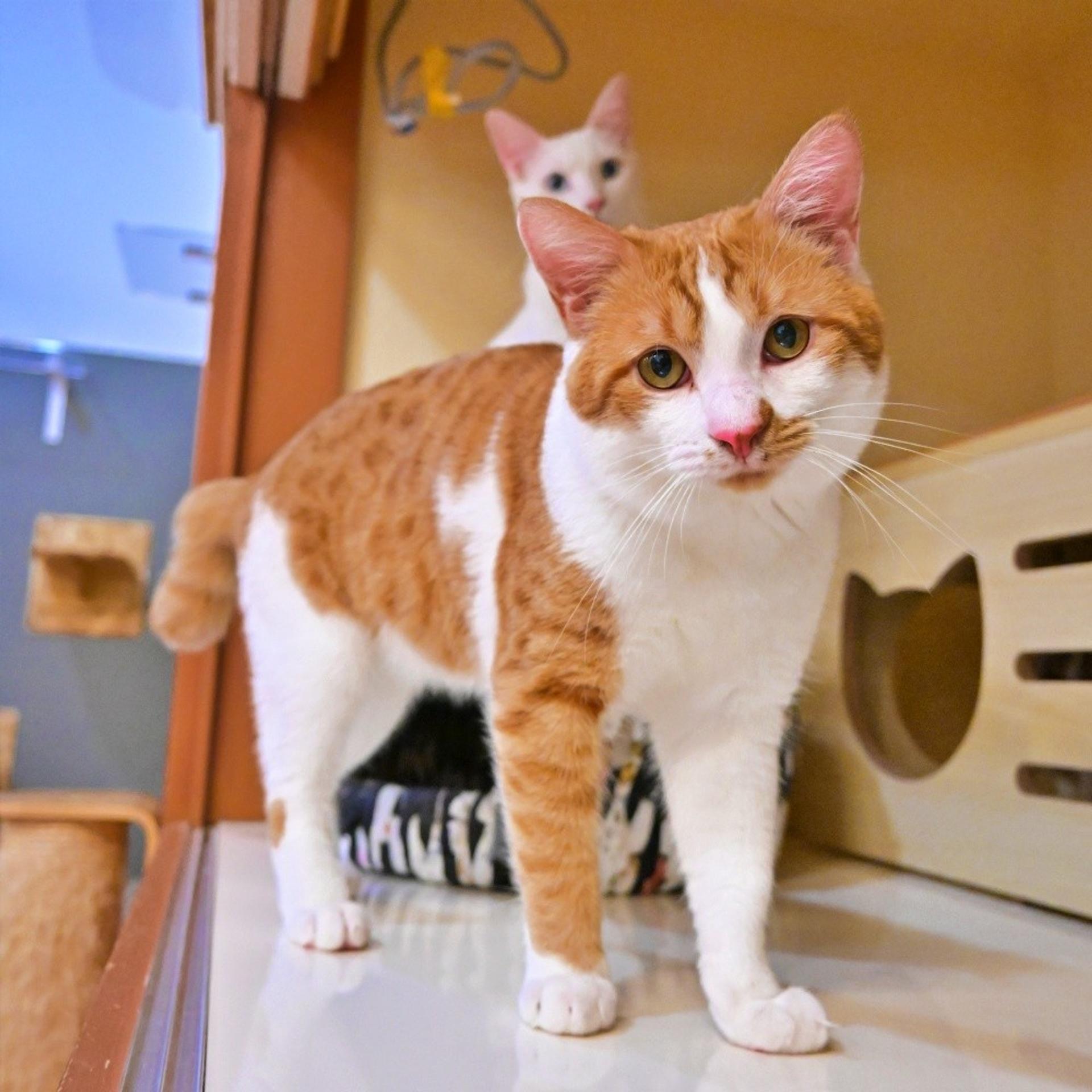 pet-image-8