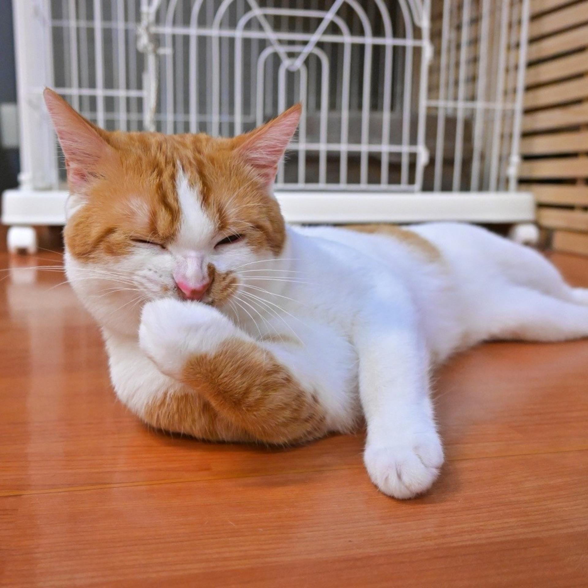 pet-image-4